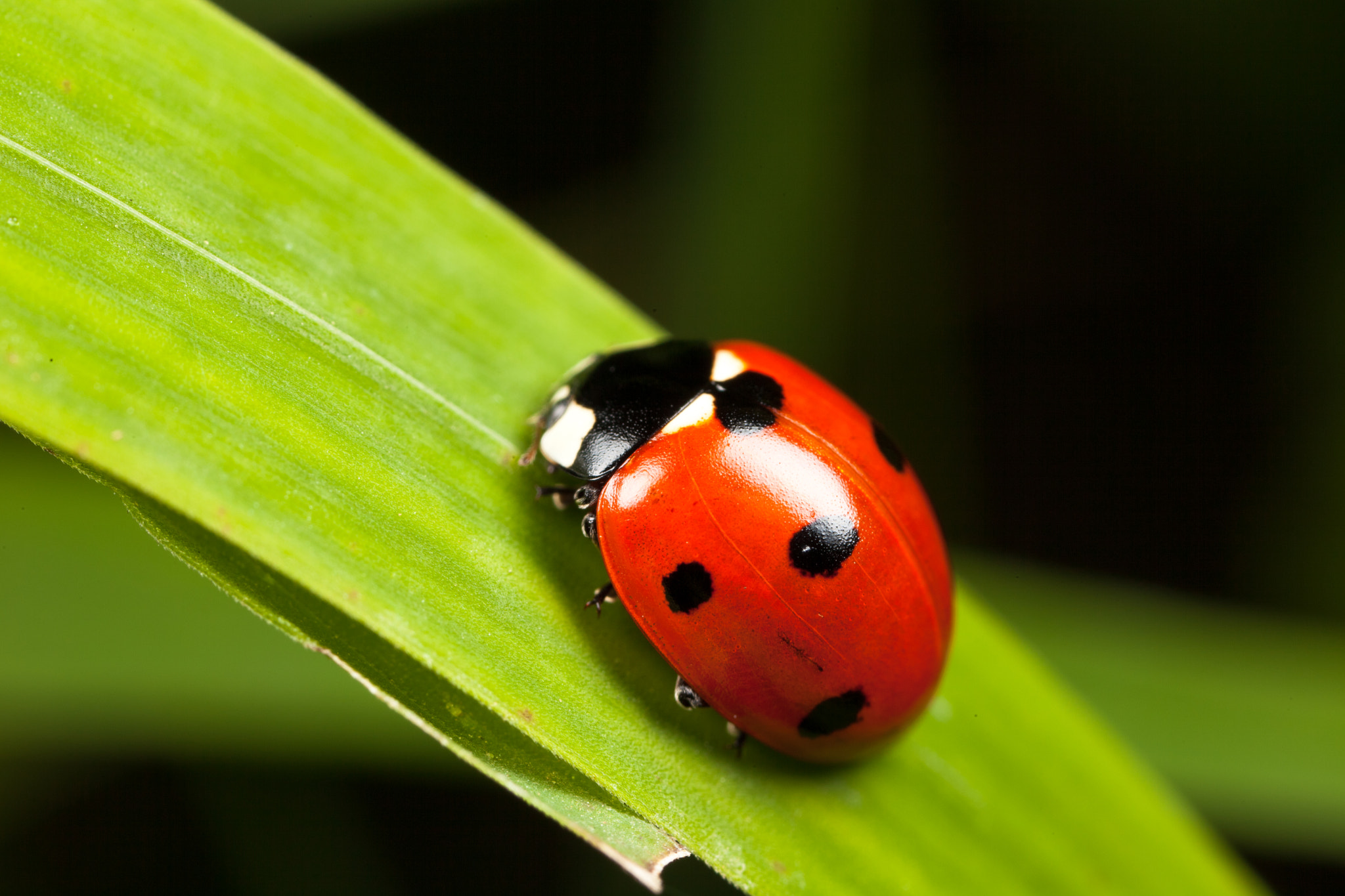 Canon MP-E 65mm F2.5 1-5x Macro Photo sample photo. Spotted lady photography