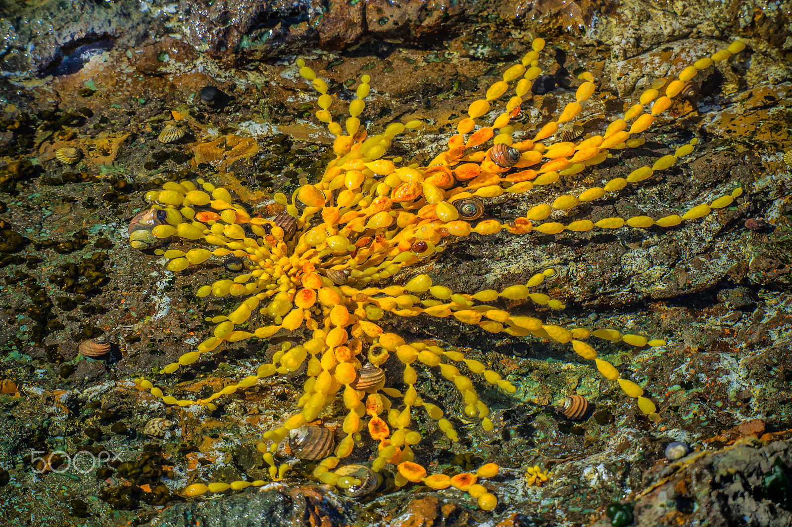 Olympus OM-D E-M5 sample photo. Rock pool photography