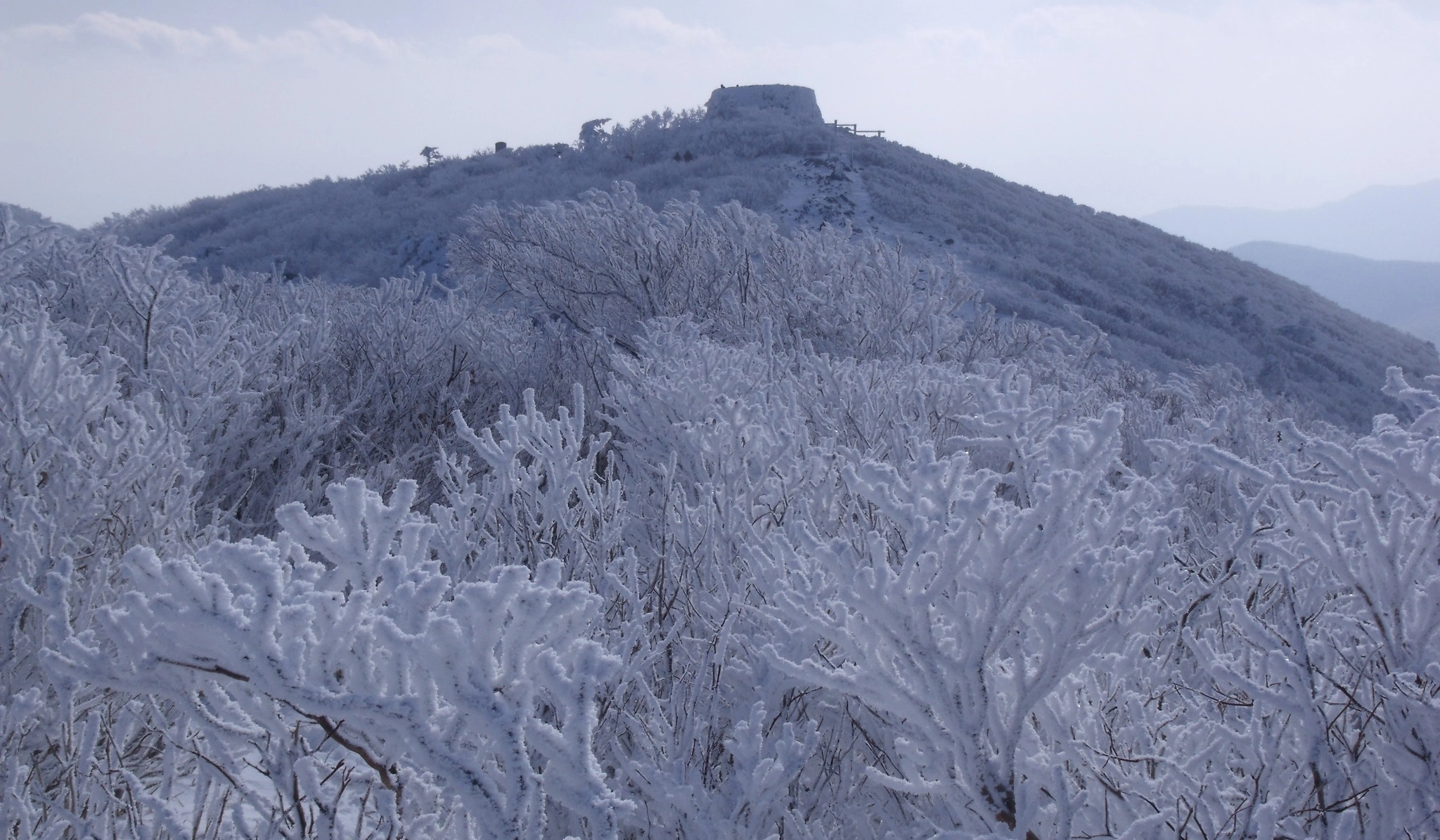 Fujifilm FinePix J110W sample photo. Hoarfrost photography