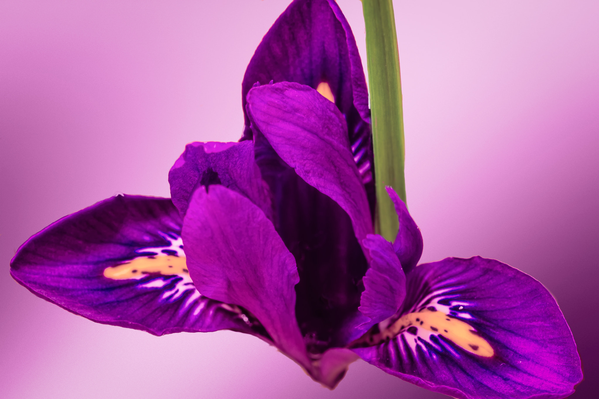 Sigma 105mm F2.8 EX DG OS HSM sample photo. Purple iris photography
