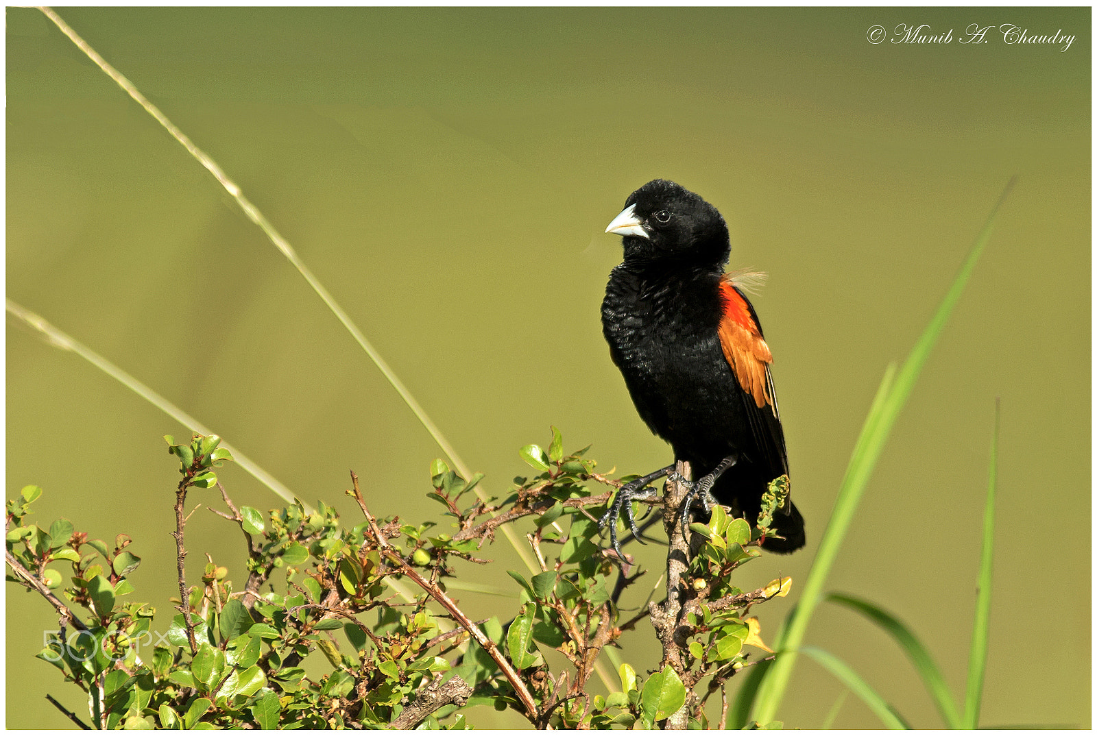 Canon EF 200-400mm F4L IS USM Extender 1.4x sample photo. The male widow! photography