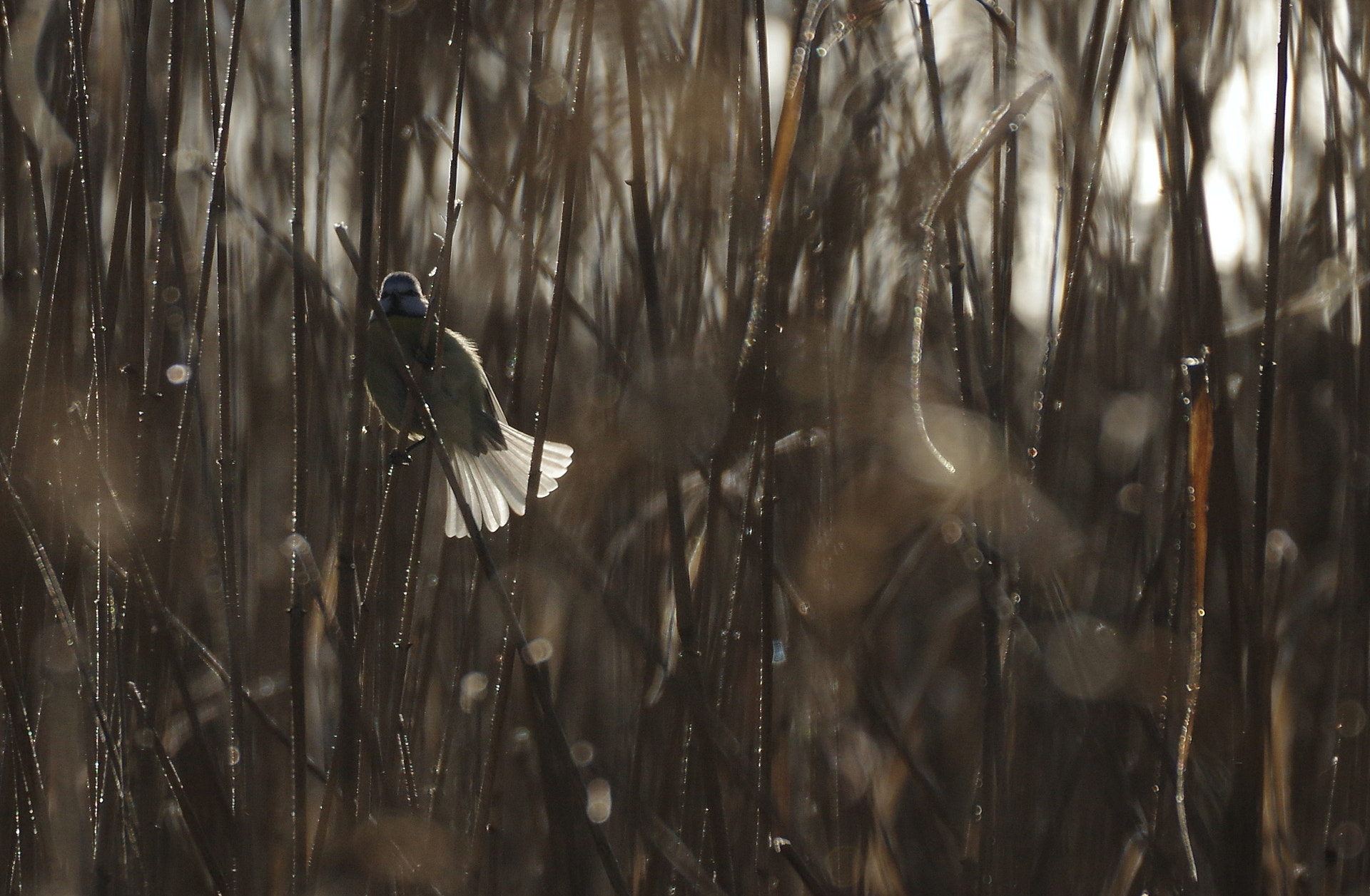 Pentax K-3 II sample photo. Flash among the reeds photography
