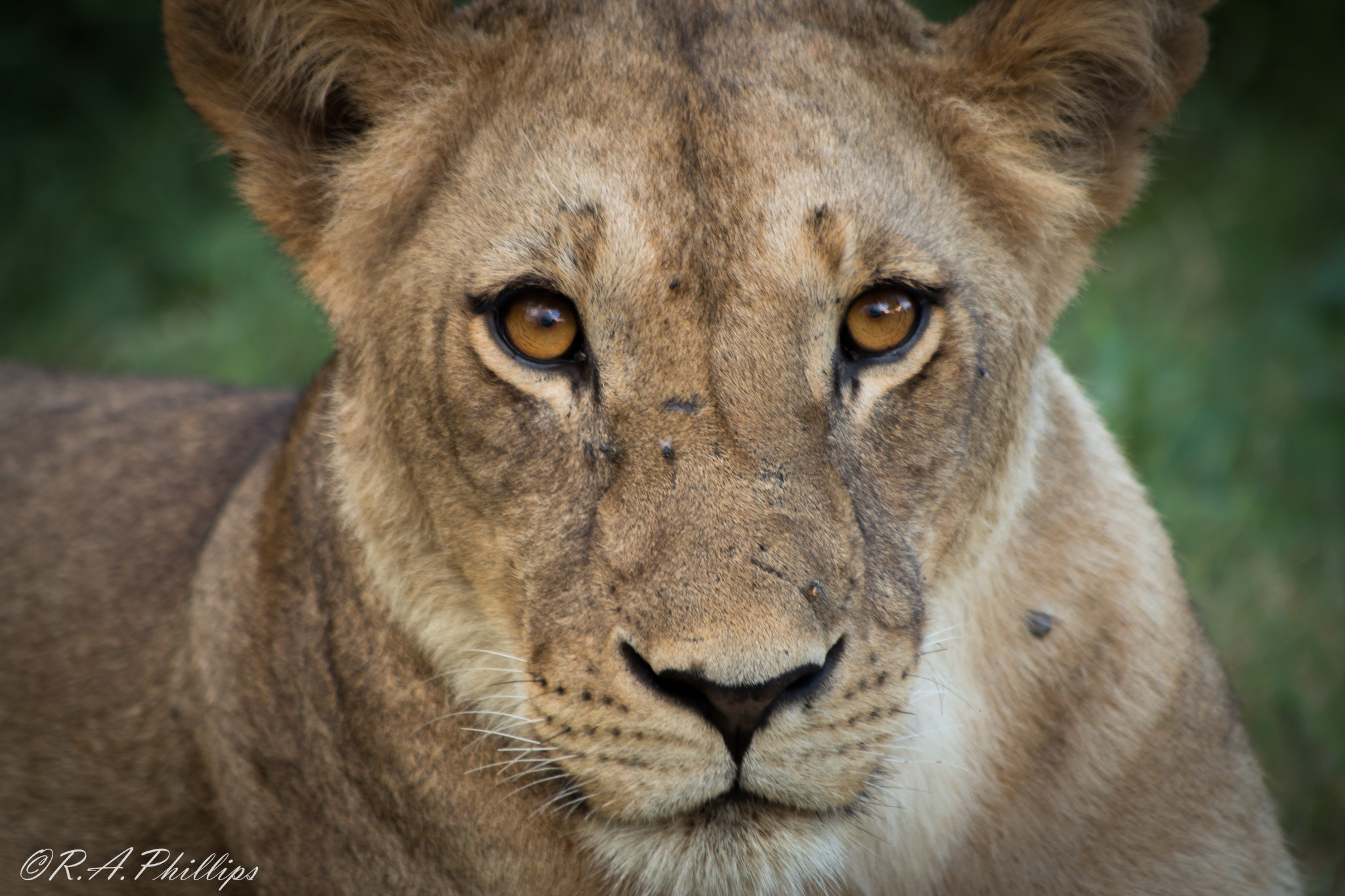 Canon EF 70-300mm F4-5.6 IS USM sample photo. Look into my eyes photography