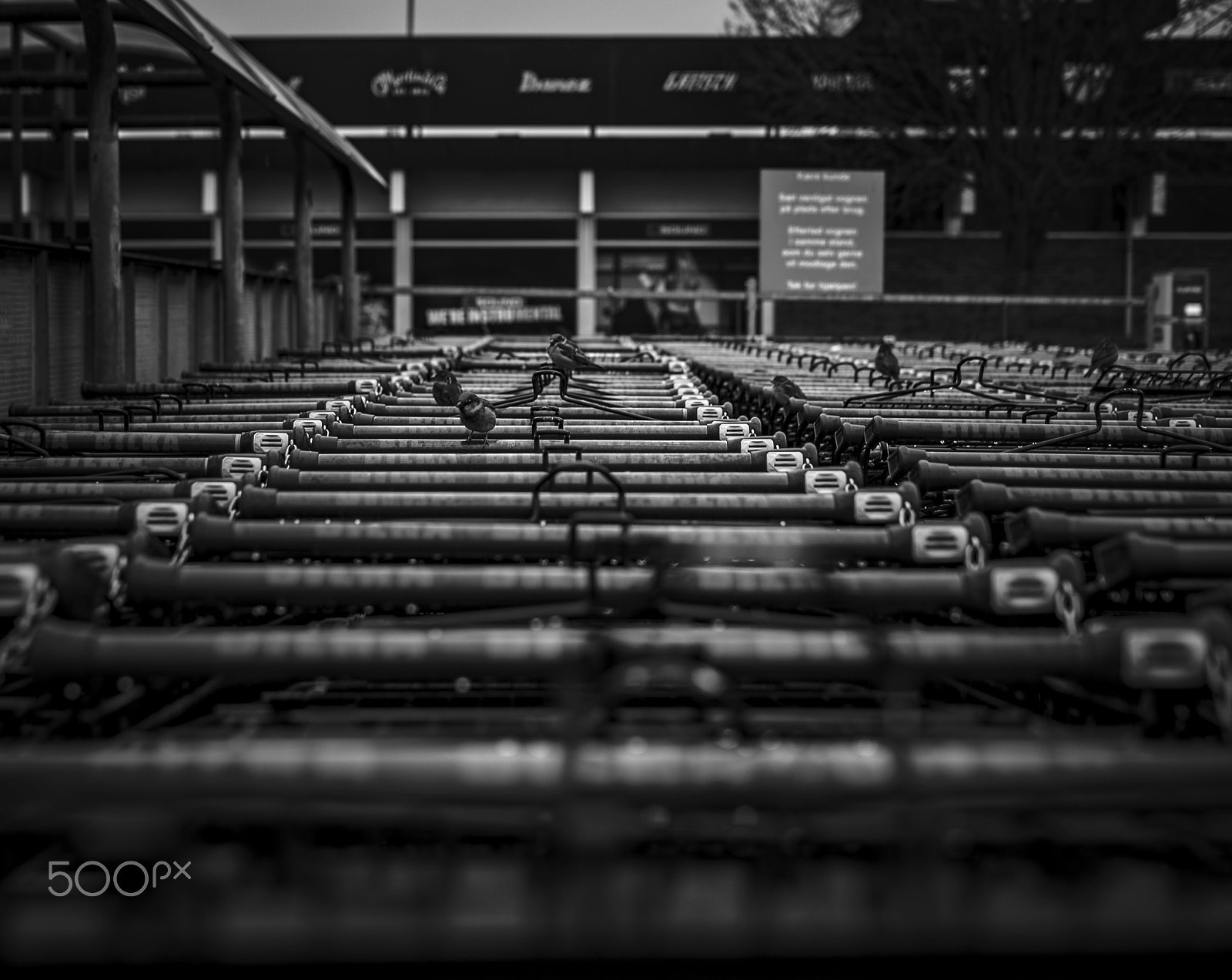 Tamron SP 35mm F1.8 Di VC USD sample photo. Birds shopping photography