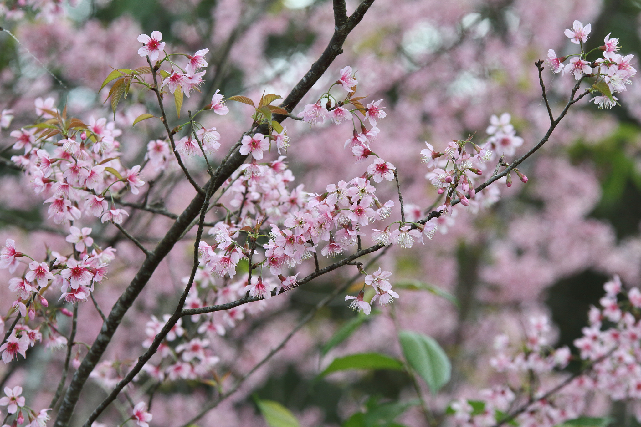 Sigma 70-200mm F2.8 EX DG OS HSM sample photo. Sakura in thailand garden photography