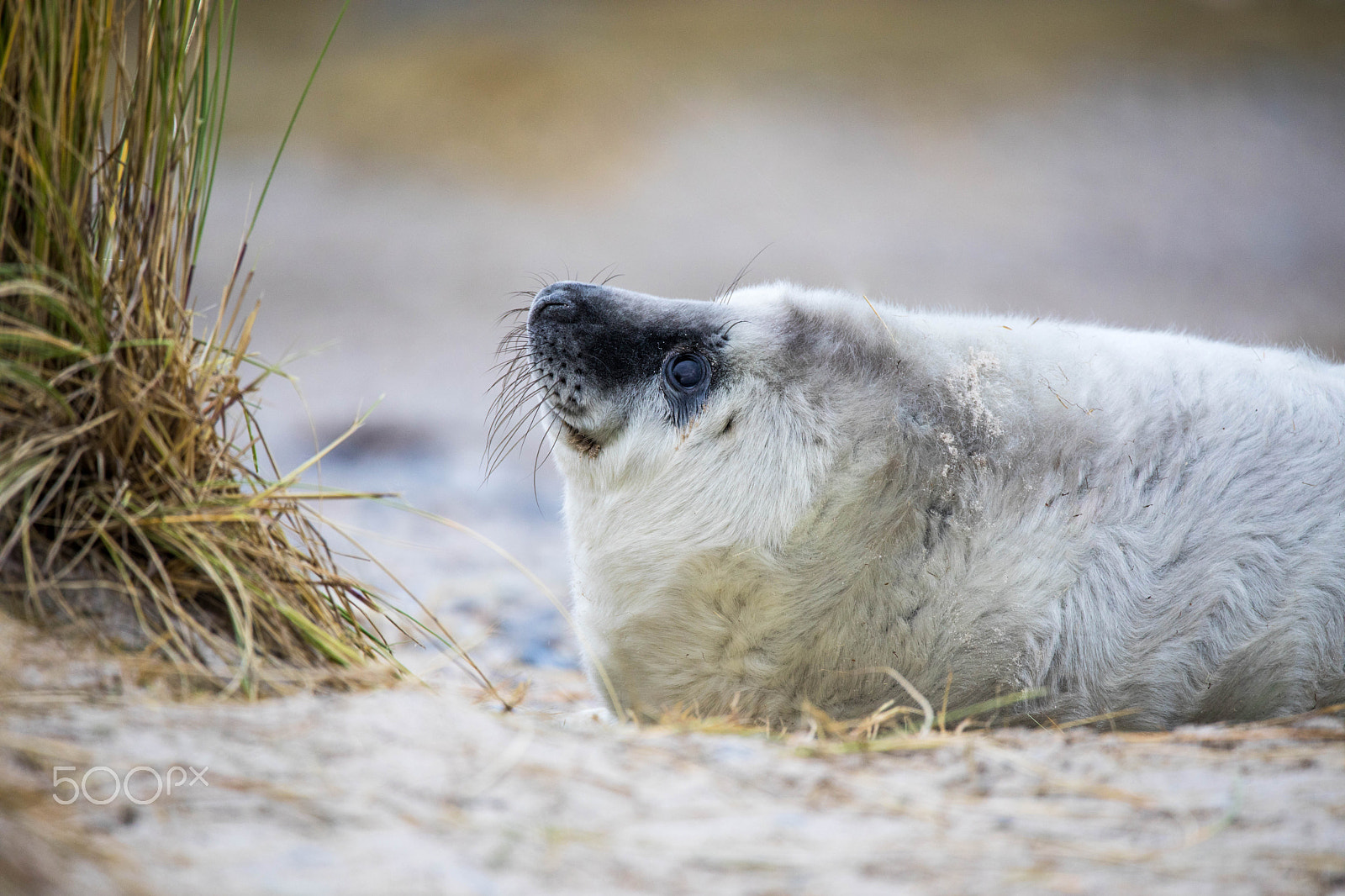 Sigma 150-600mm F5-6.3 DG OS HSM | C sample photo. Junge kegelrobbe (halichoerus grypus) photography