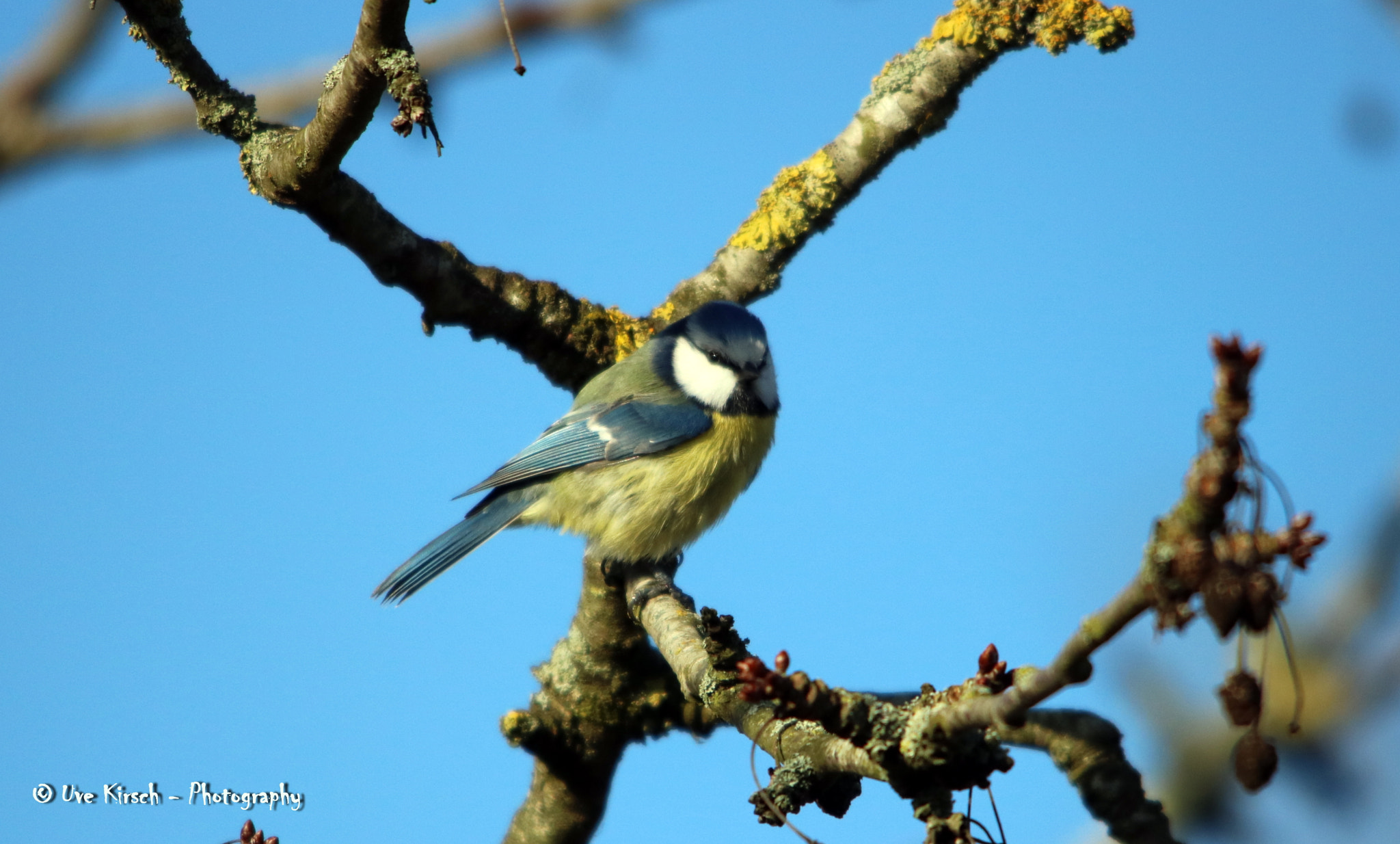 Sigma 150-500mm F5-6.3 DG OS HSM sample photo. Blue tit photography