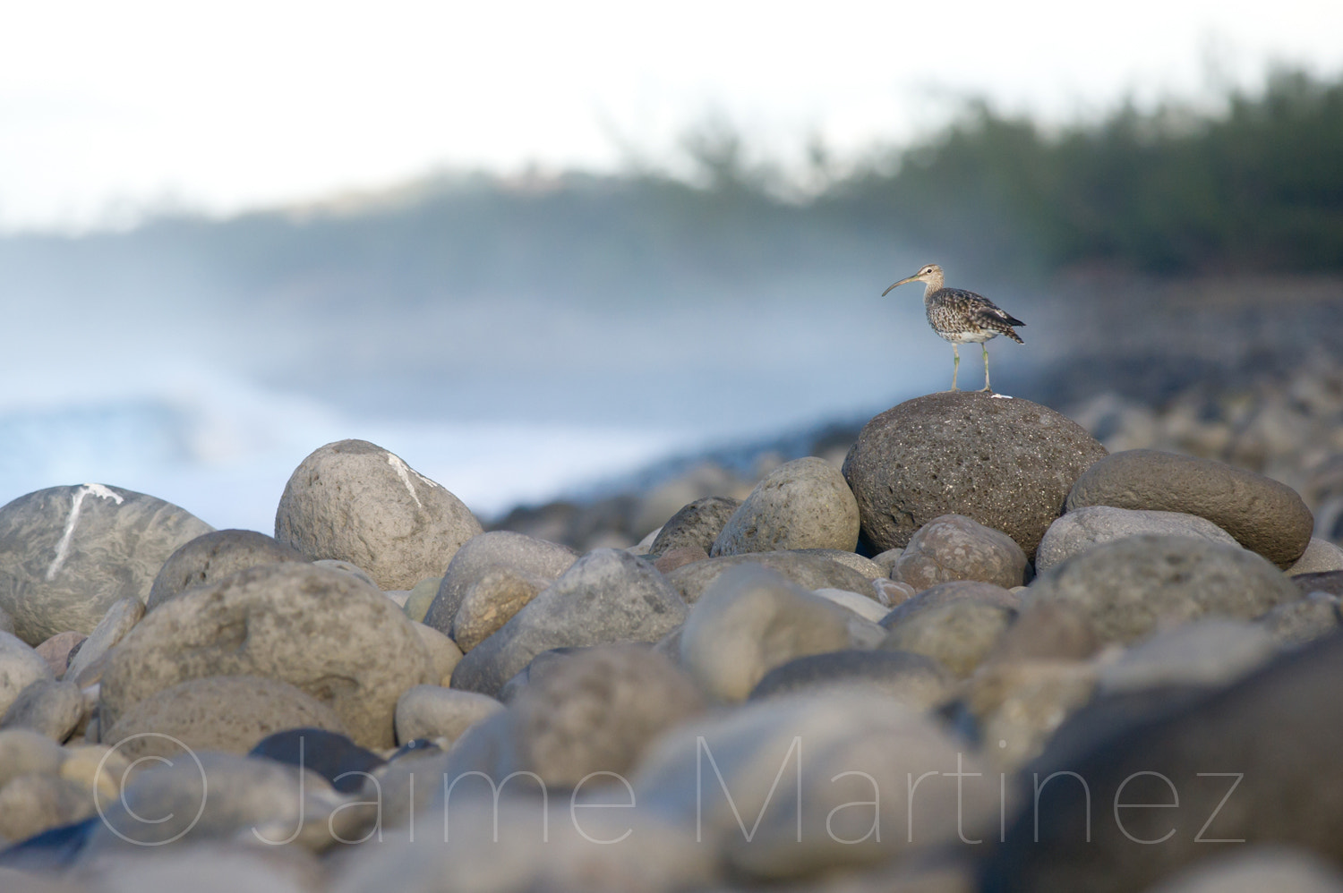 Nikon D3S + Nikon AF-S Nikkor 300mm F4D ED-IF sample photo. Whimbrel (courlis corlieu) photography