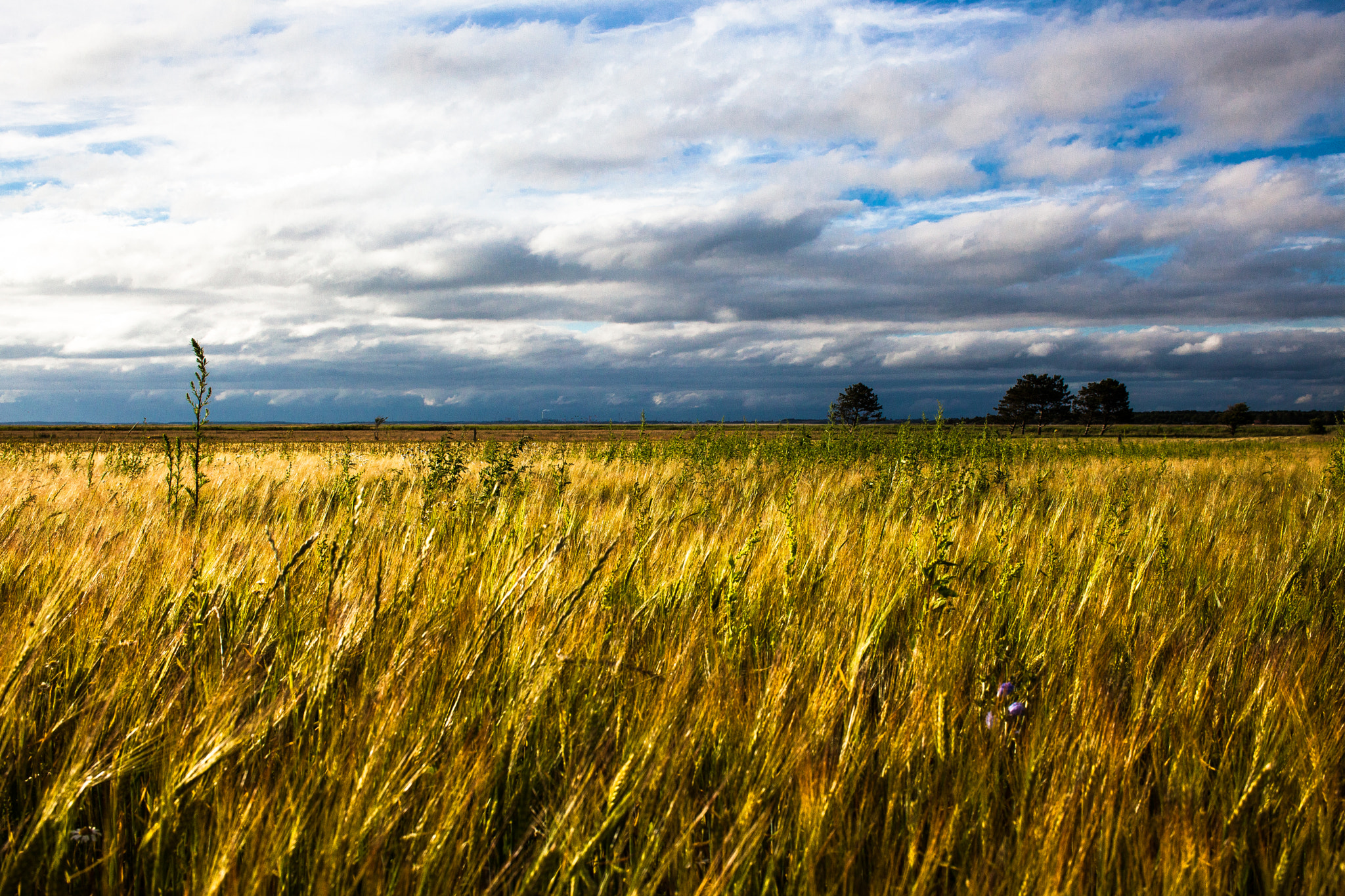 Canon EOS 5D Mark II + ZEISS Distagon T* 35mm F2 sample photo. Wheat field at sunset photography