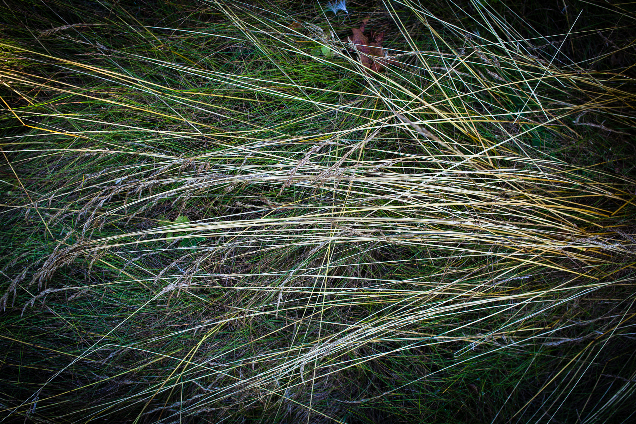Canon EOS 5D Mark II + ZEISS Distagon T* 35mm F2 sample photo. Whithered grass photography