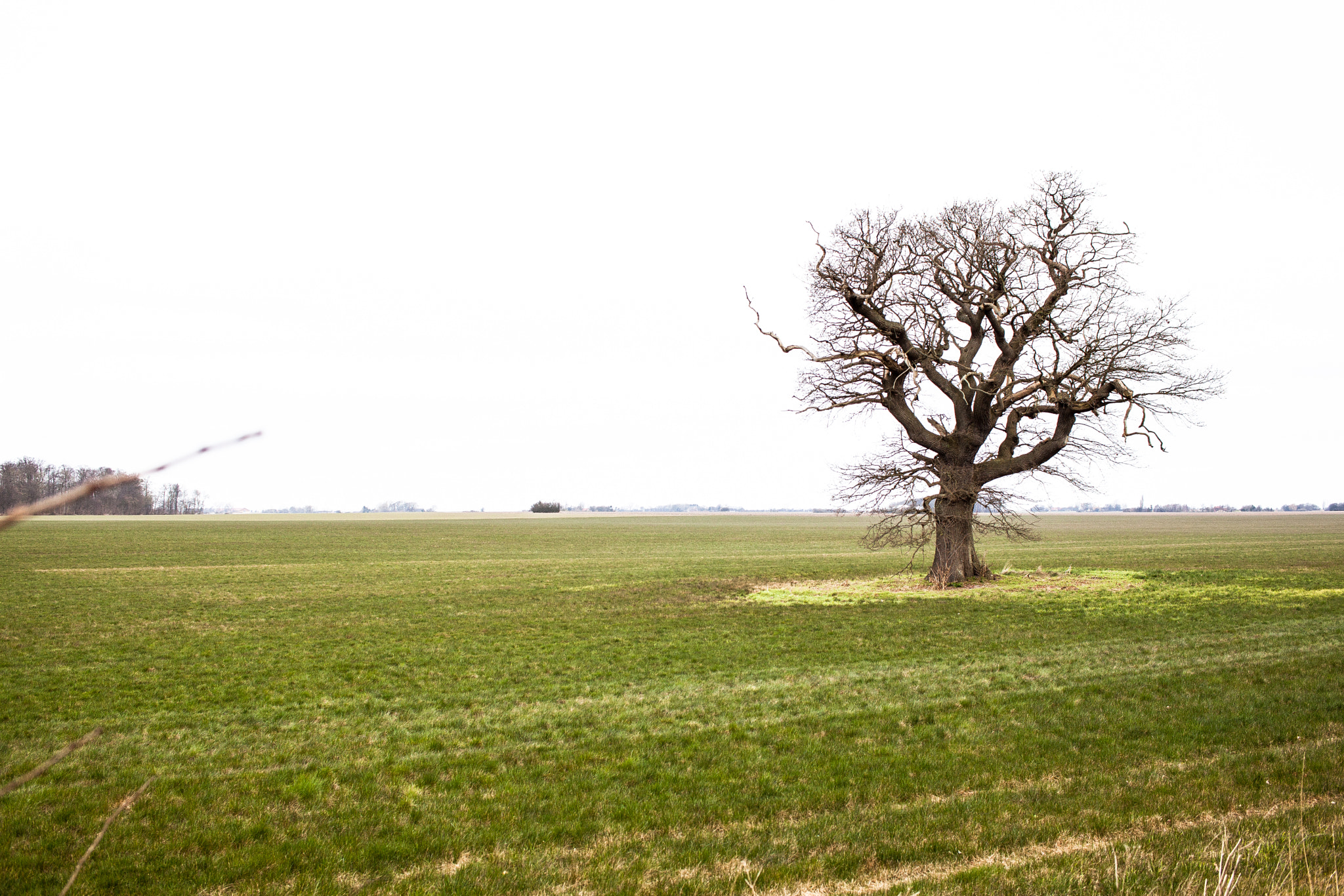 Canon EOS 5D Mark II + ZEISS Distagon T* 35mm F2 sample photo. Lonely tree photography