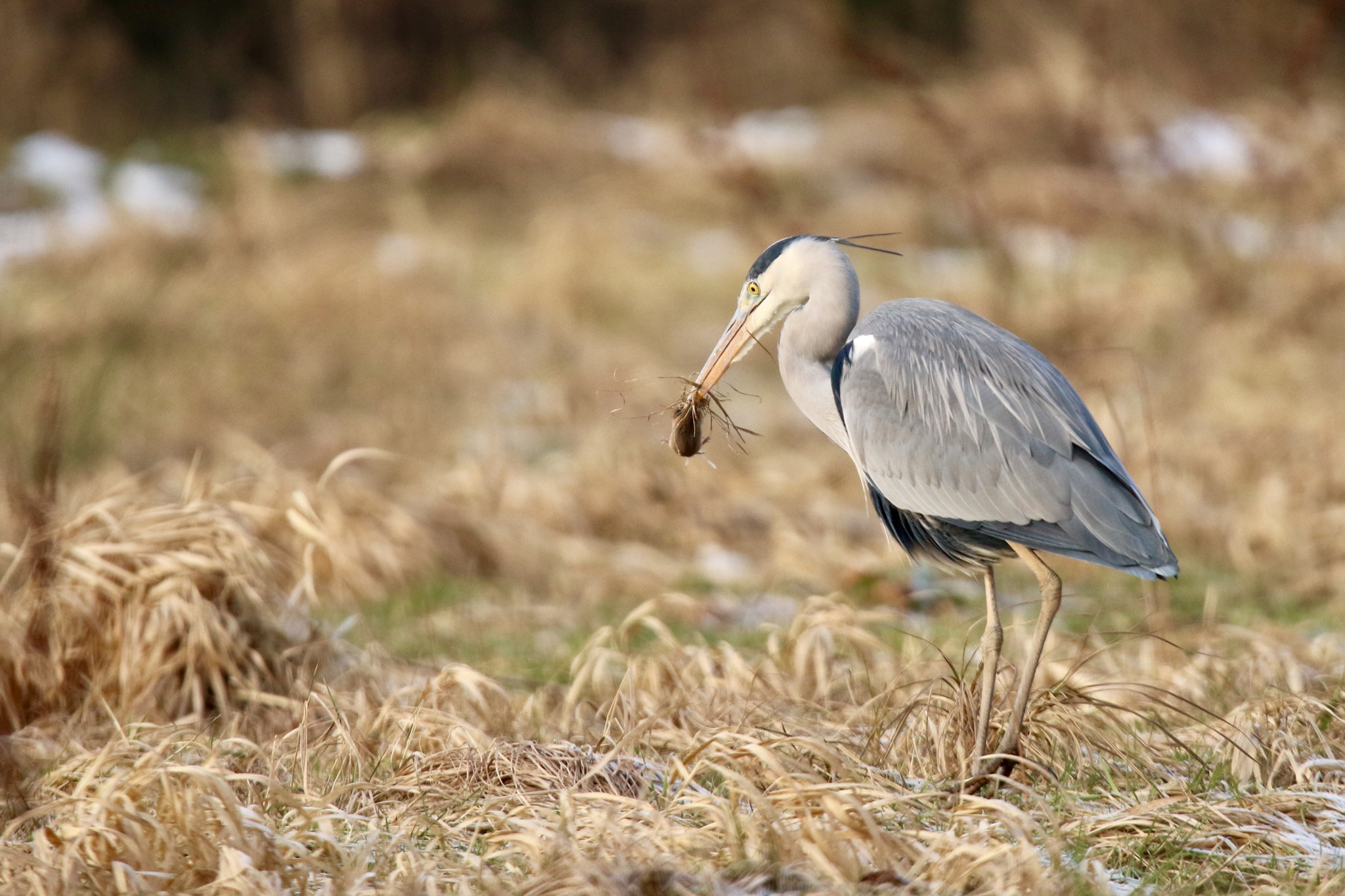 Sigma 150mm f/2.8 EX DG OS HSM APO Macro sample photo. Heron with a vole,photo is taken nearby beesd. photography