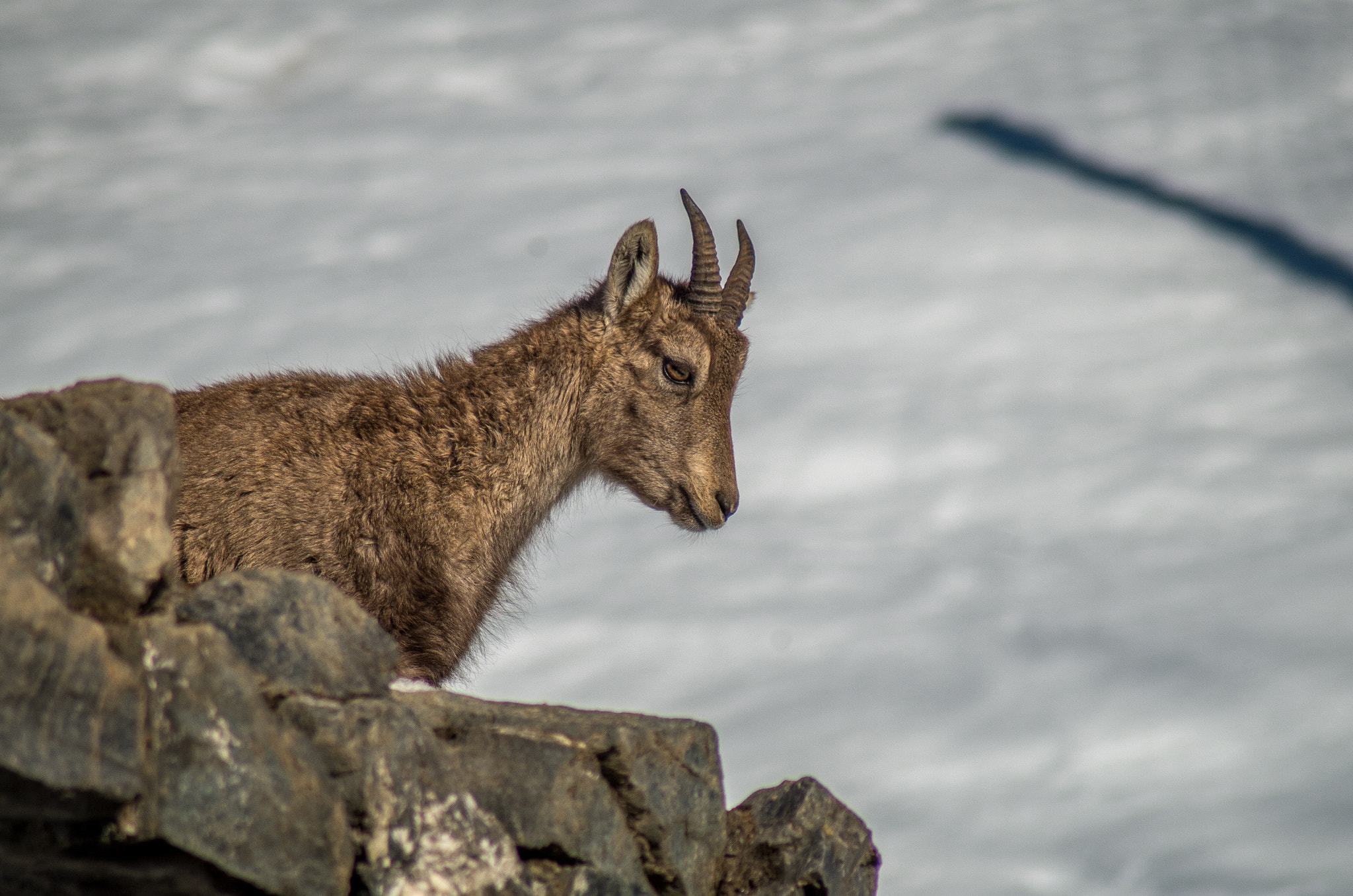Pentax K-50 + Tamron AF 70-300mm F4-5.6 LD Macro 1:2 sample photo. Little alpine ibex photography