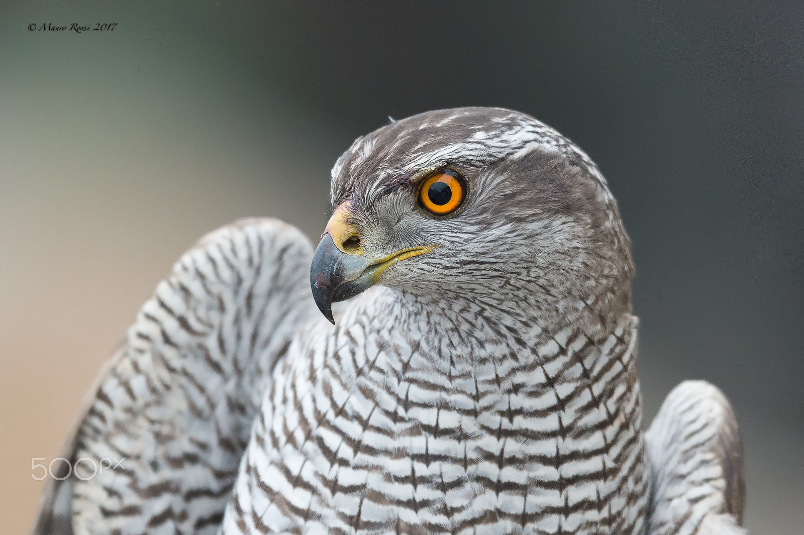 Nikon AF-S Nikkor 500mm F4E FL ED VR sample photo. Goshawk (f) - astore. photography
