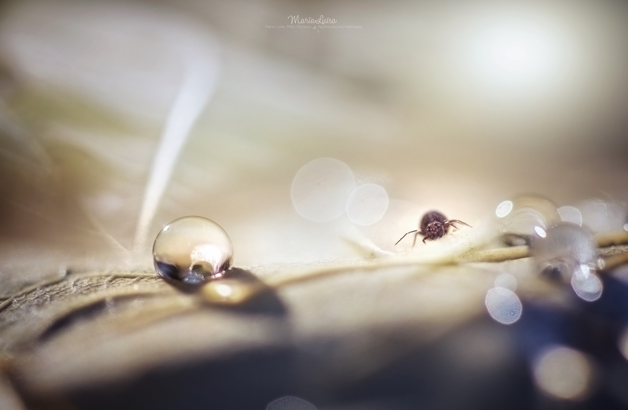 Canon EF 100mm F2.8 Macro USM sample photo. Hello, you beautiful thing! photography