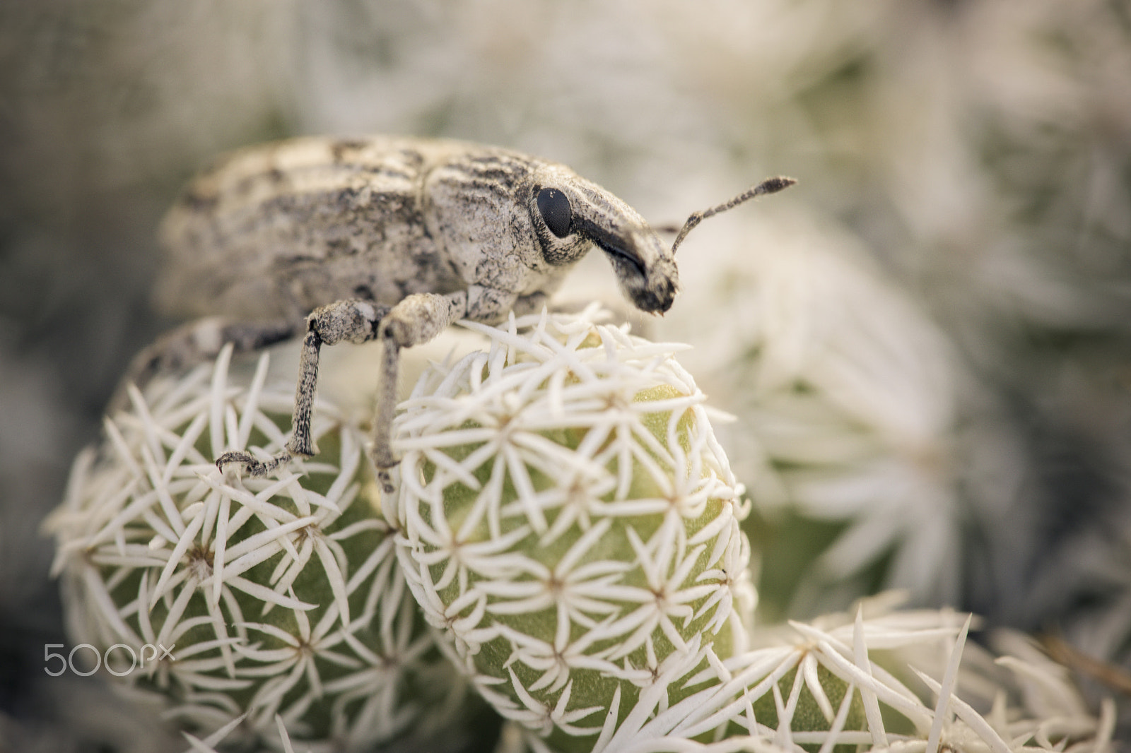 Sigma 150mm F2.8 EX DG Macro HSM sample photo. Weevil photography