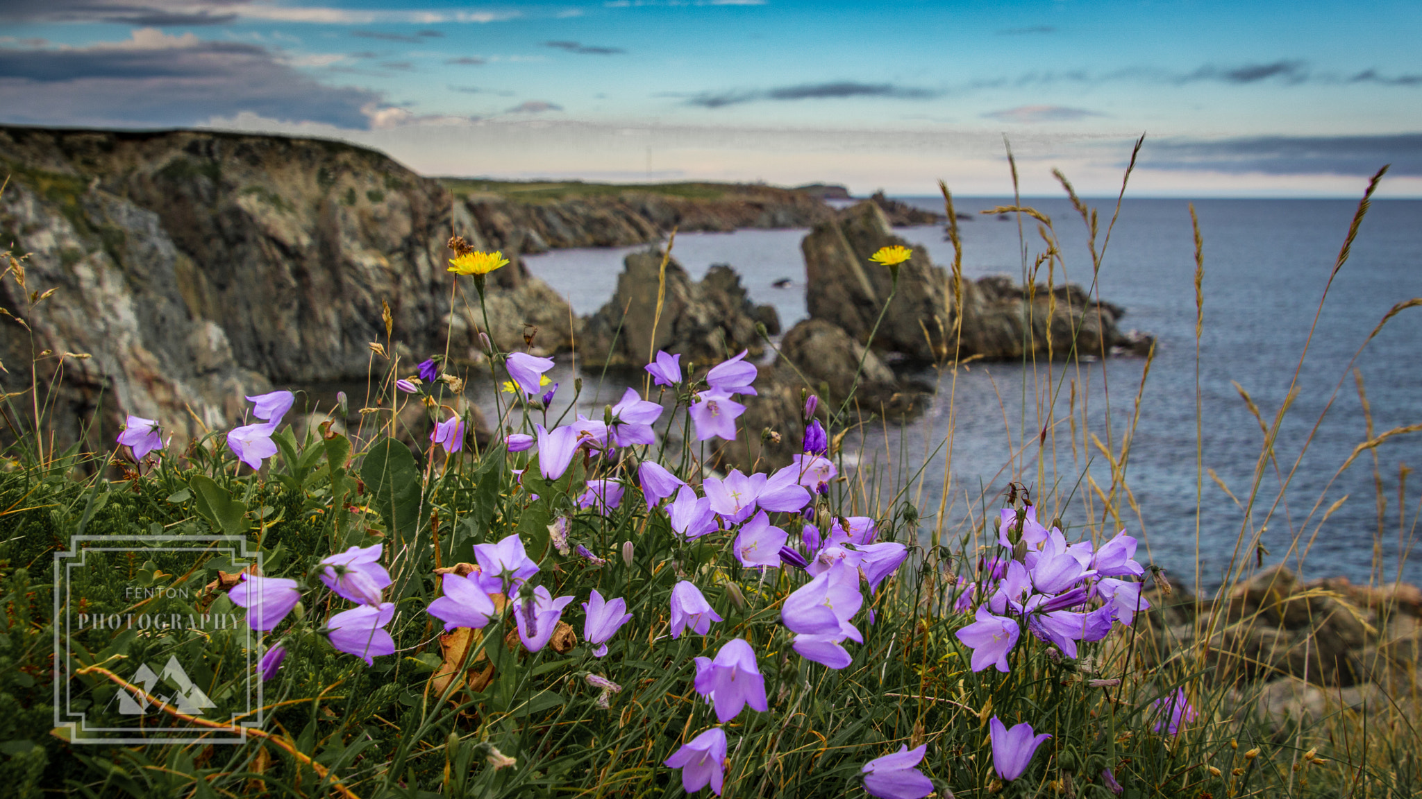 Canon EOS 760D (EOS Rebel T6s / EOS 8000D) sample photo. Harebells at crow head photography