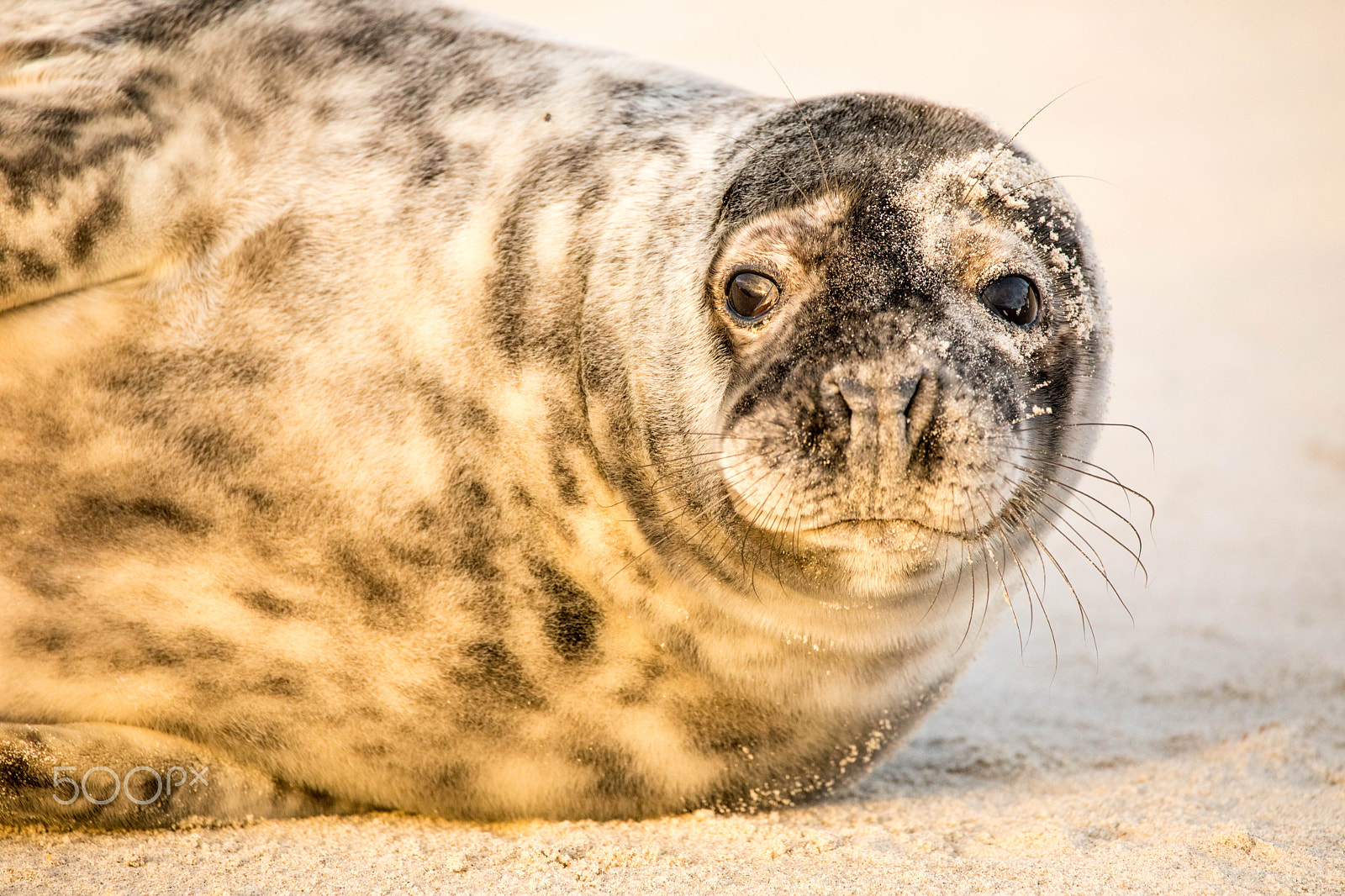 Sigma 150-600mm F5-6.3 DG OS HSM | C sample photo. Kegelrobbe (halichoerus grypus) photography