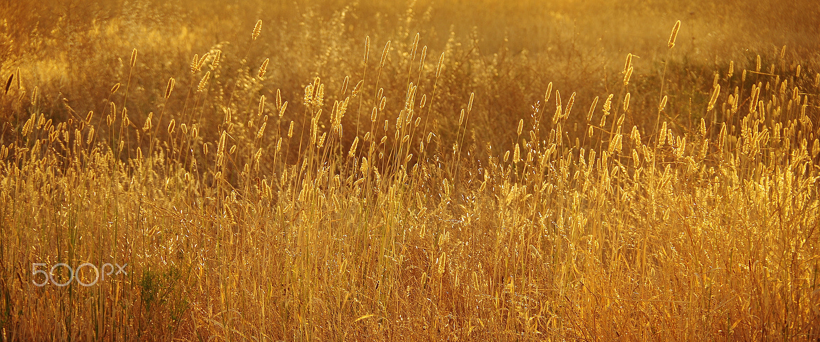 Pentax K-30 sample photo. Fields of gold photography
