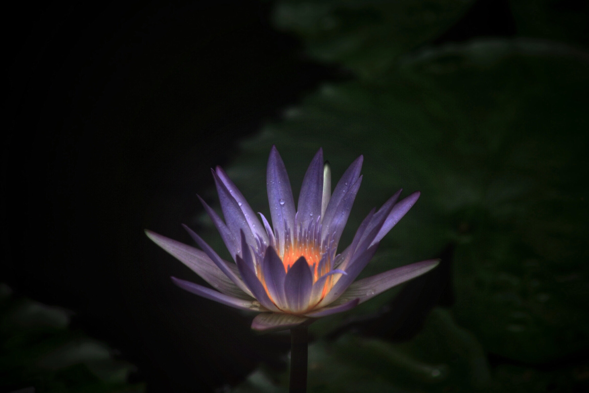Canon EF 75-300mm f/4-5.6 USM sample photo. Lotus #2 photography
