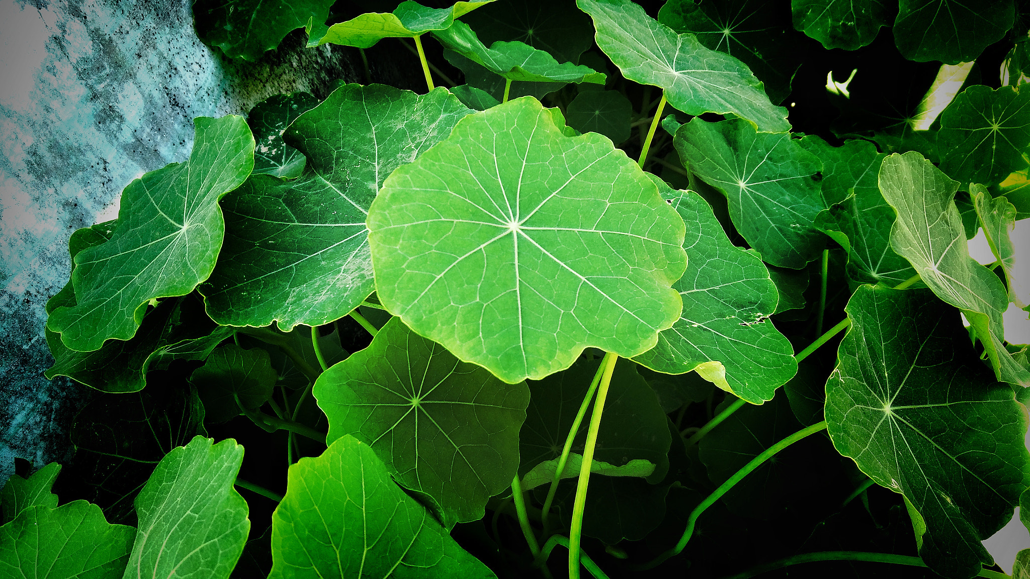 OPPO R9 PLUSTM A sample photo. Green  photography