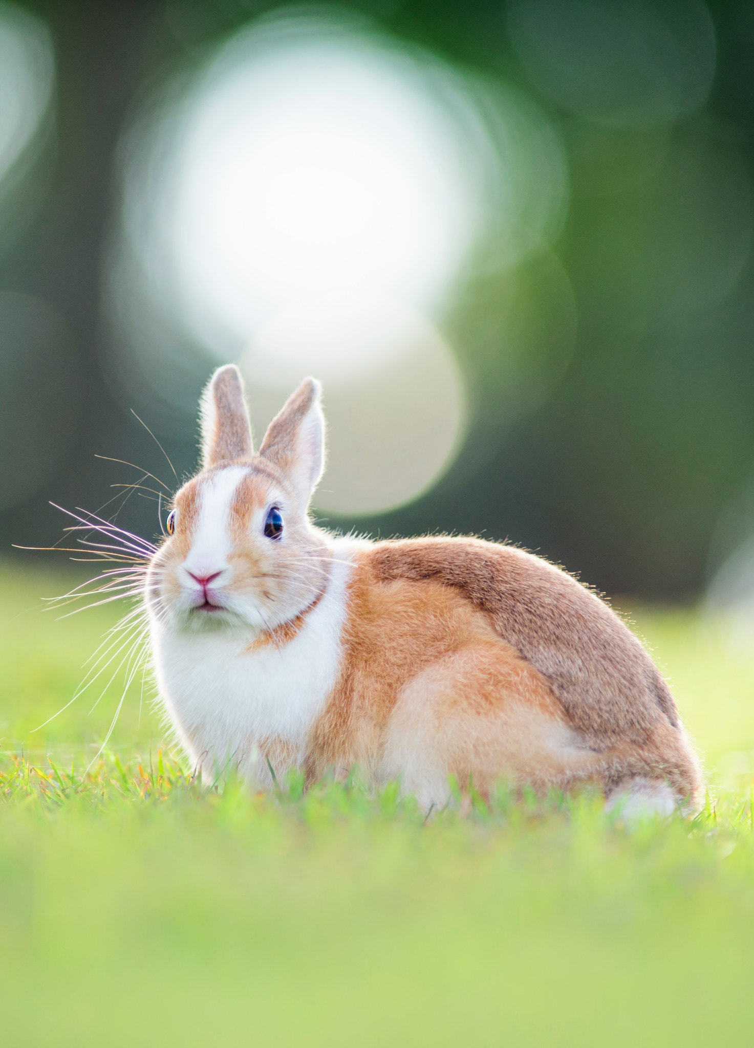 Nikon D600 + Sigma 50-100mm F1.8 DC HSM Art sample photo. Rabbit at the yard of my house photography