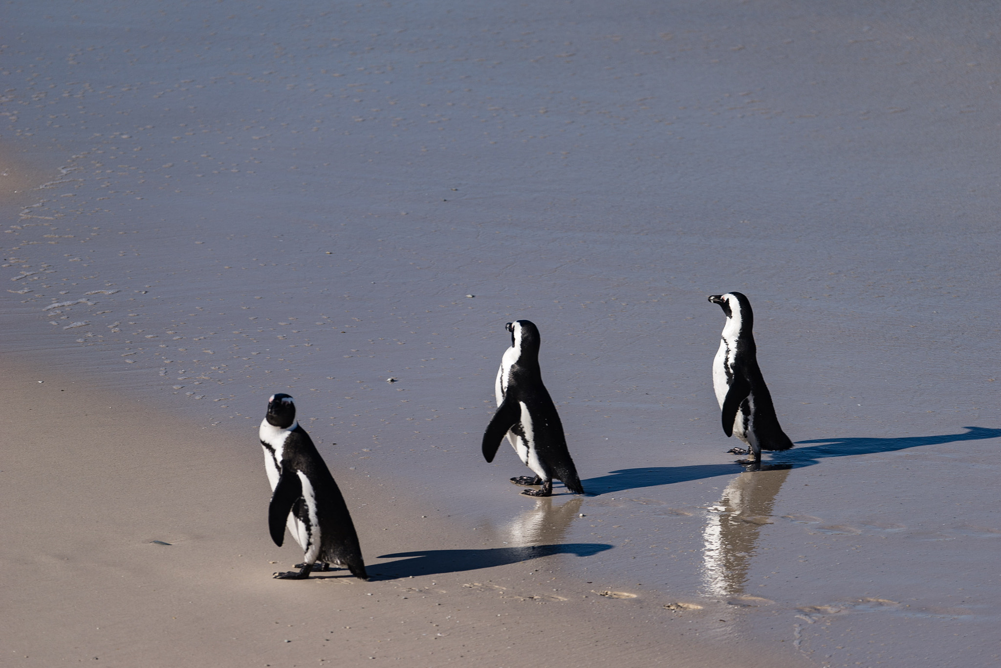 Sony a7 sample photo. Penguins walking photography