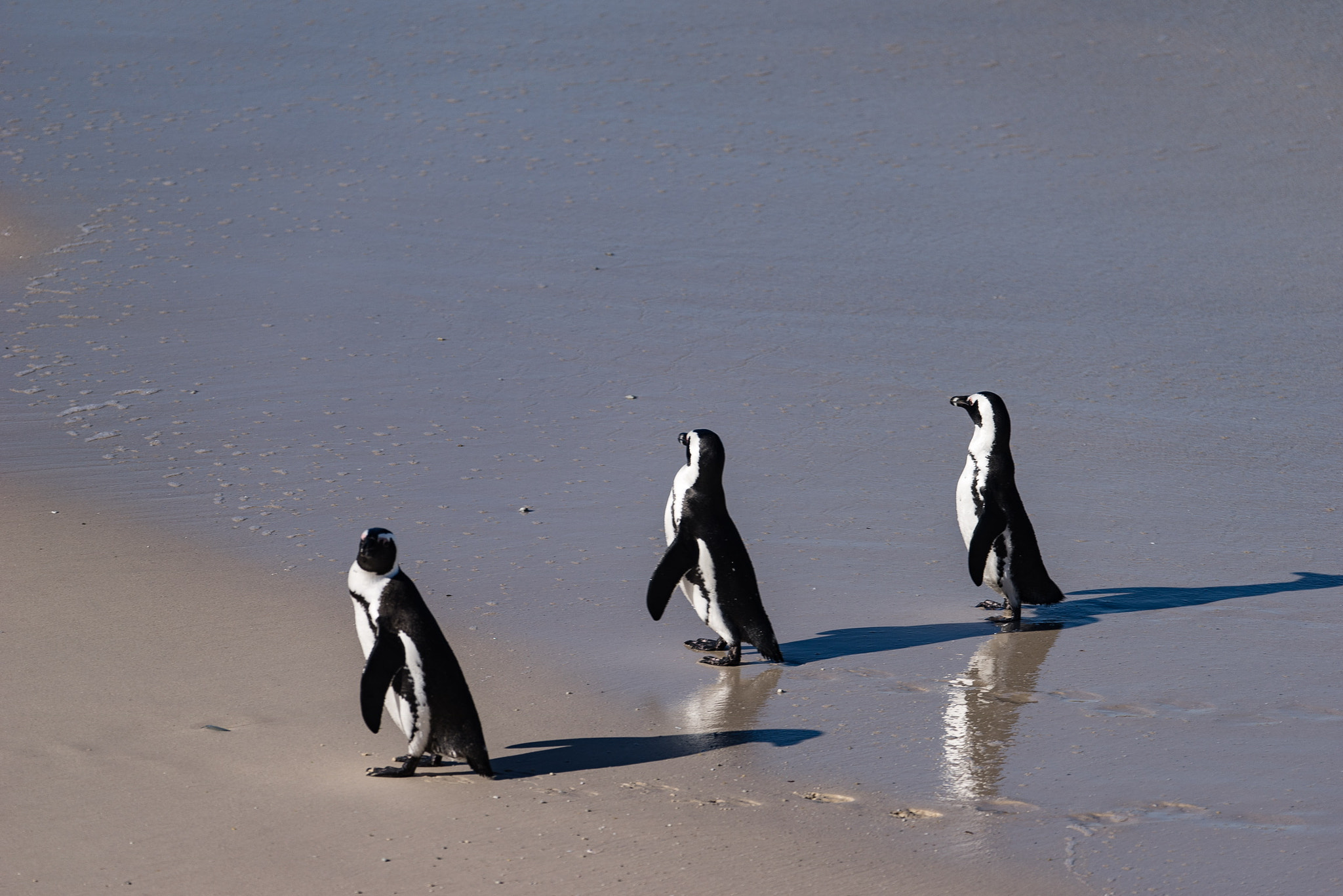 Sony 70-300mm F4.5-5.6 G SSM sample photo. Penguins walking photography