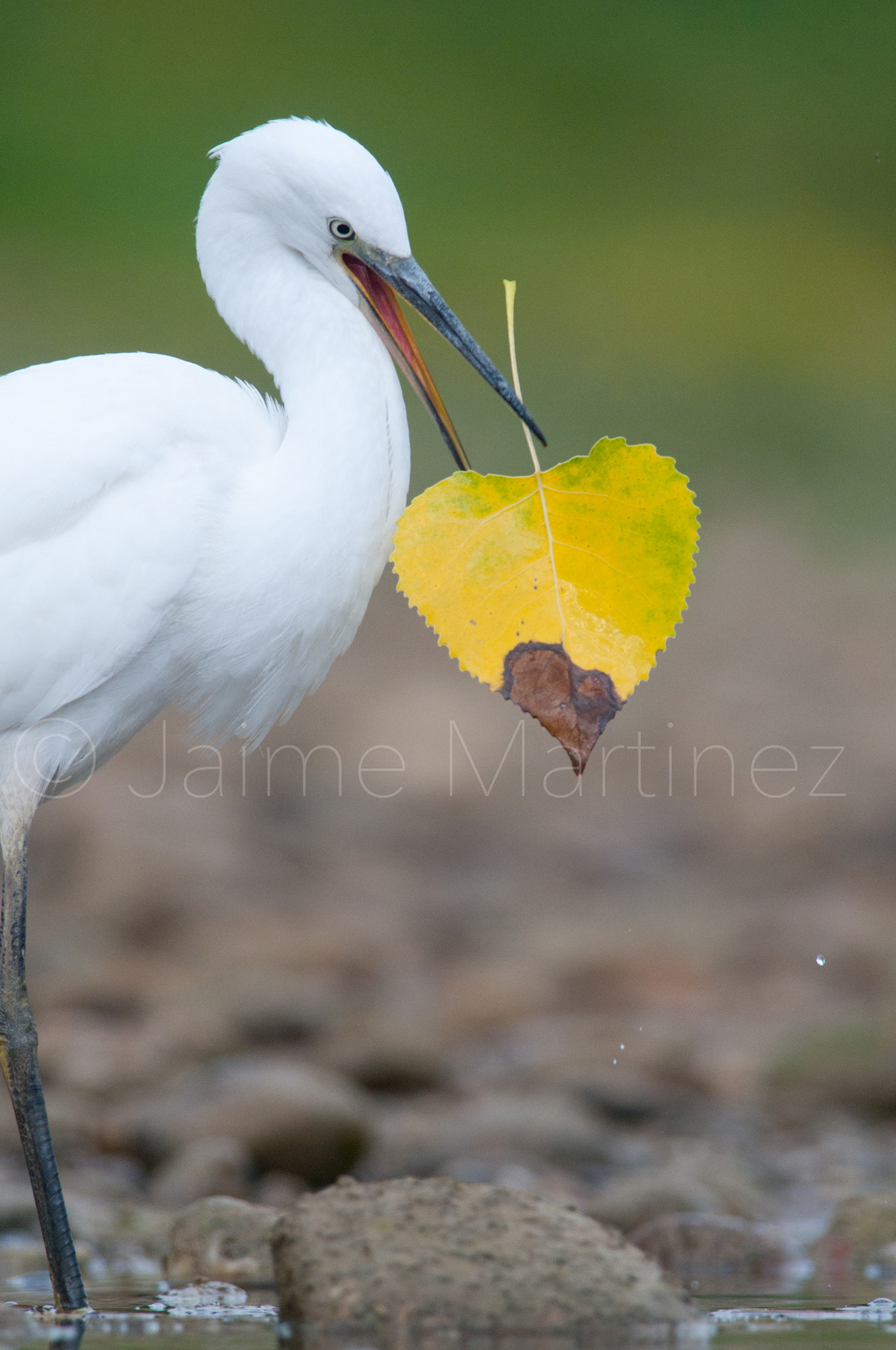 Nikon D300 + Nikon AF-S Nikkor 300mm F4D ED-IF sample photo. Little egret - aigrette garzette photography