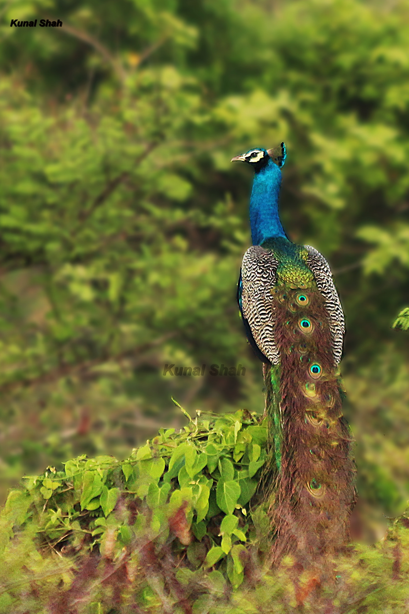 Canon EOS 700D (EOS Rebel T5i / EOS Kiss X7i) sample photo. The indian peafowl photography