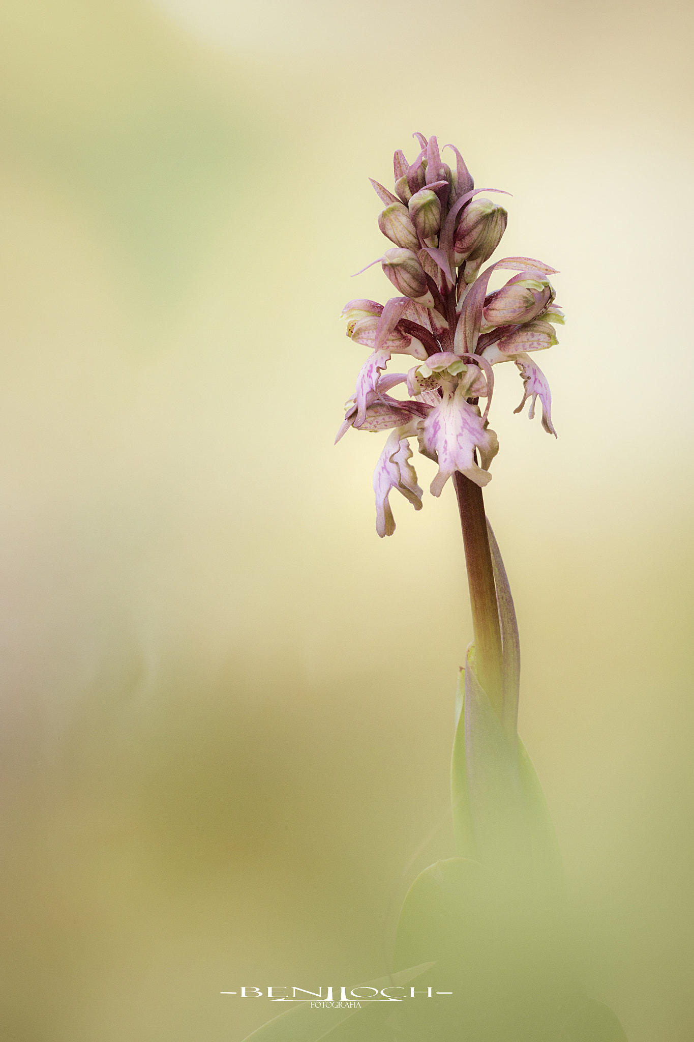 Sigma APO Macro 150mm f/2.8 EX DG HSM sample photo. Barlia. photography