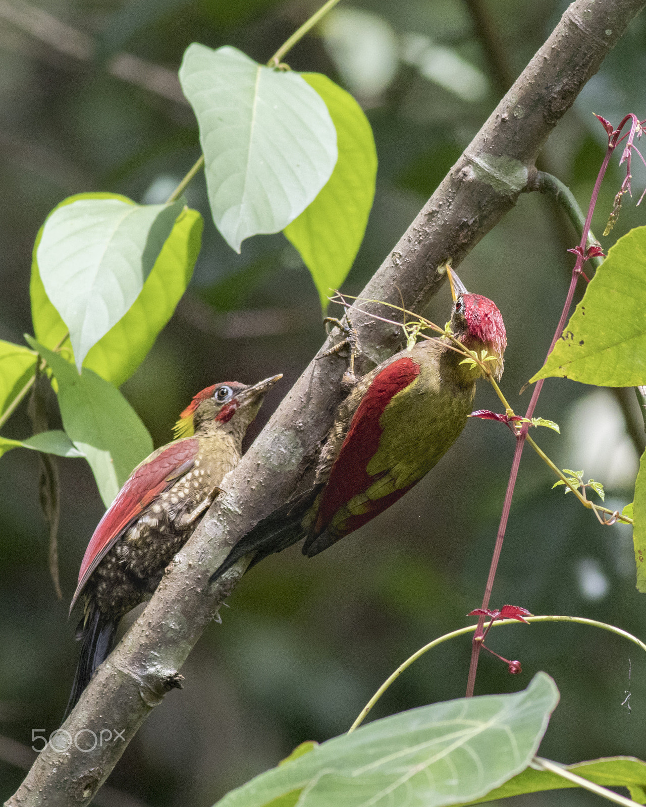 Canon EOS 80D + Canon EF 400mm F5.6L USM sample photo. Juvenile crimson winged woodpecker photography