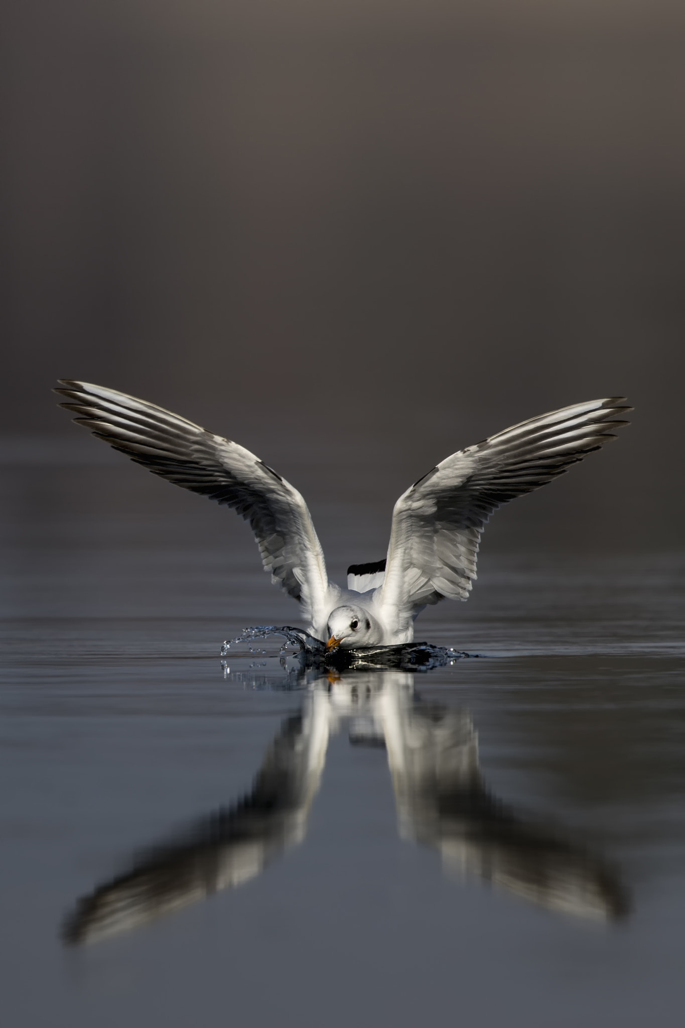 Canon EF 500mm F4L IS II USM sample photo. Landung photography