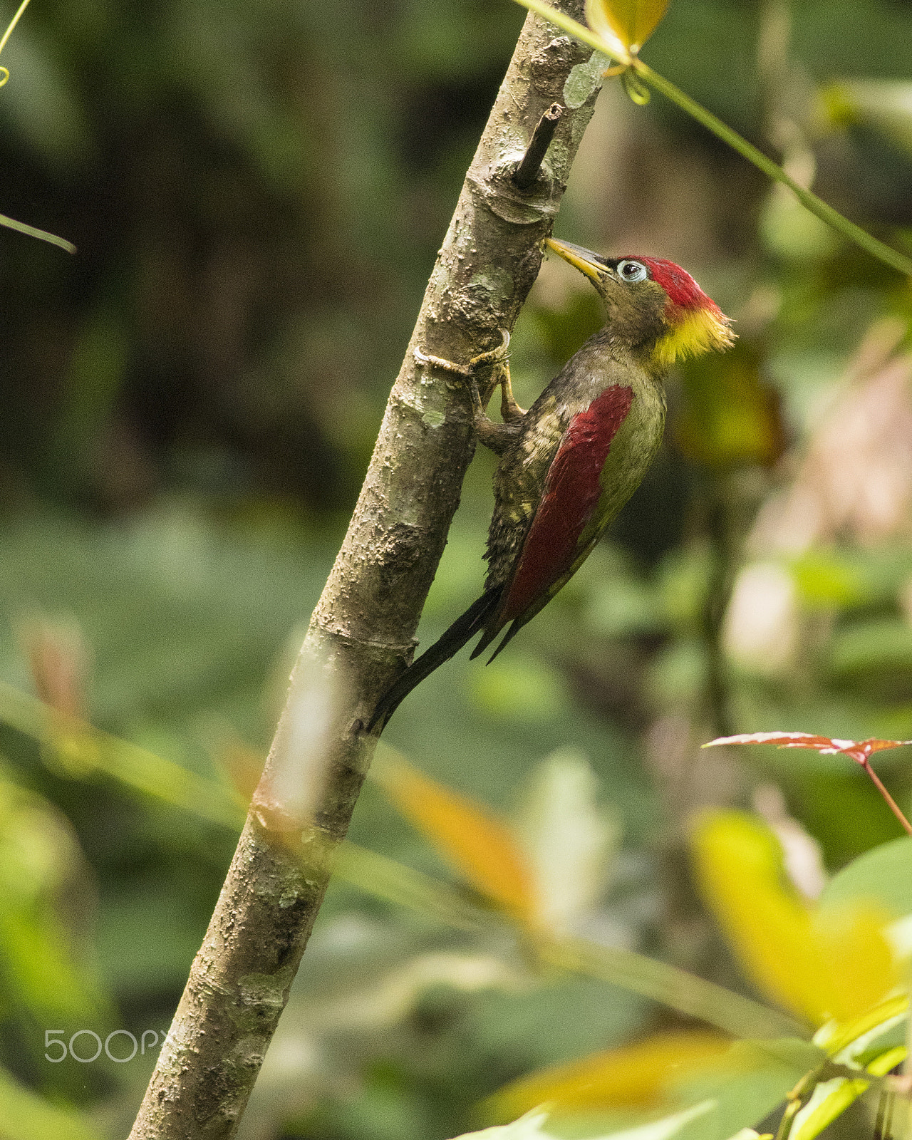 Canon EOS 80D + Canon EF 400mm F5.6L USM sample photo. Crimson winged woodpecker photography