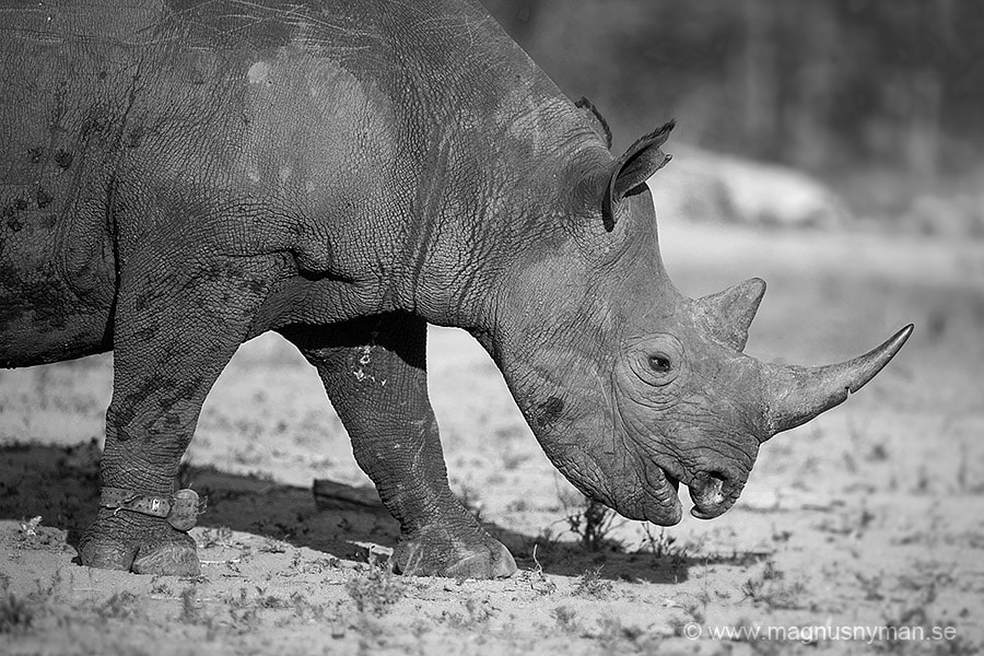 Nikon D4S + Nikon AF-S Nikkor 500mm F4G ED VR sample photo. Rhino photography