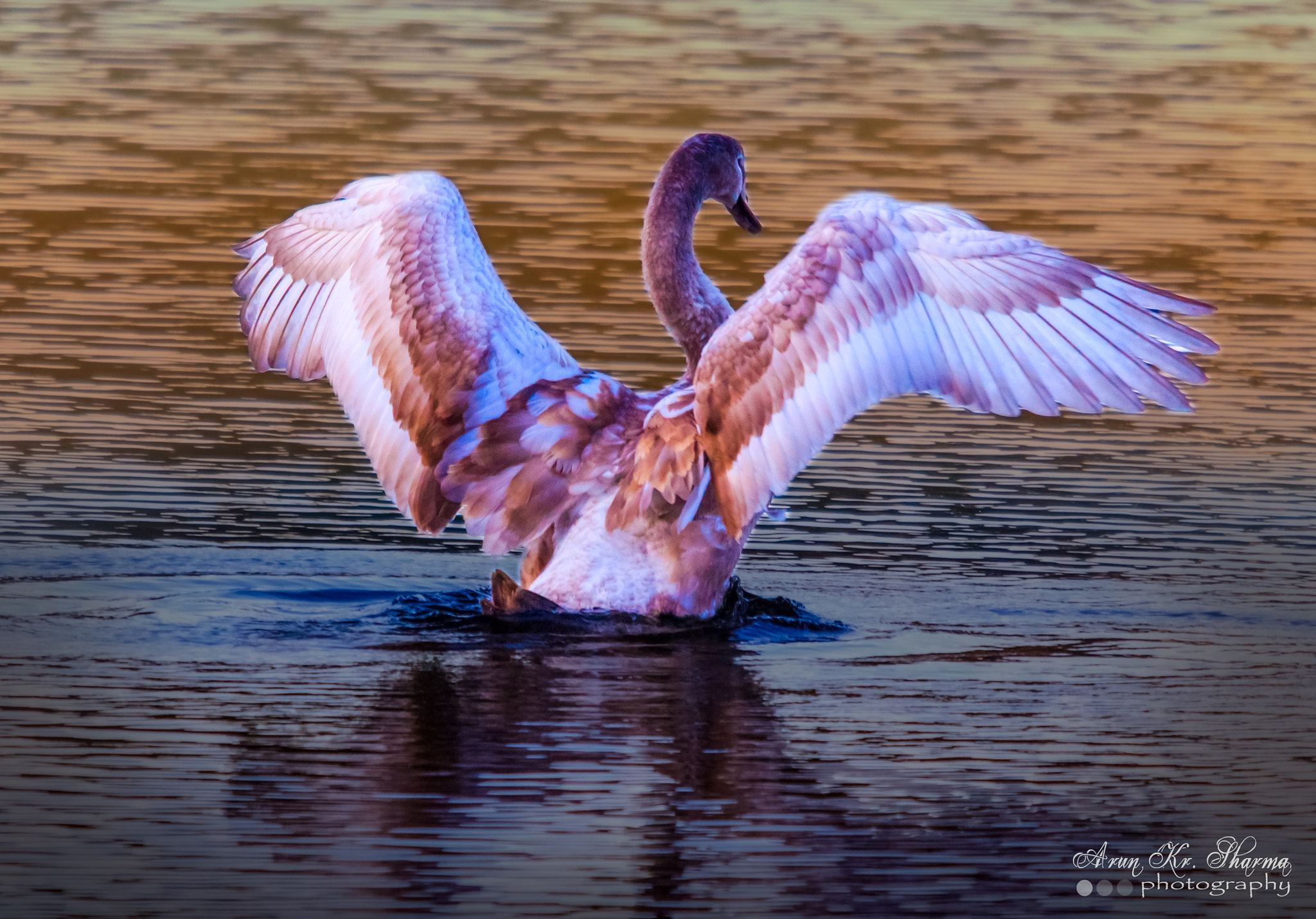 Sigma 150-500mm F5-6.3 DG OS HSM sample photo. Beautiful swan in dancing mood photography