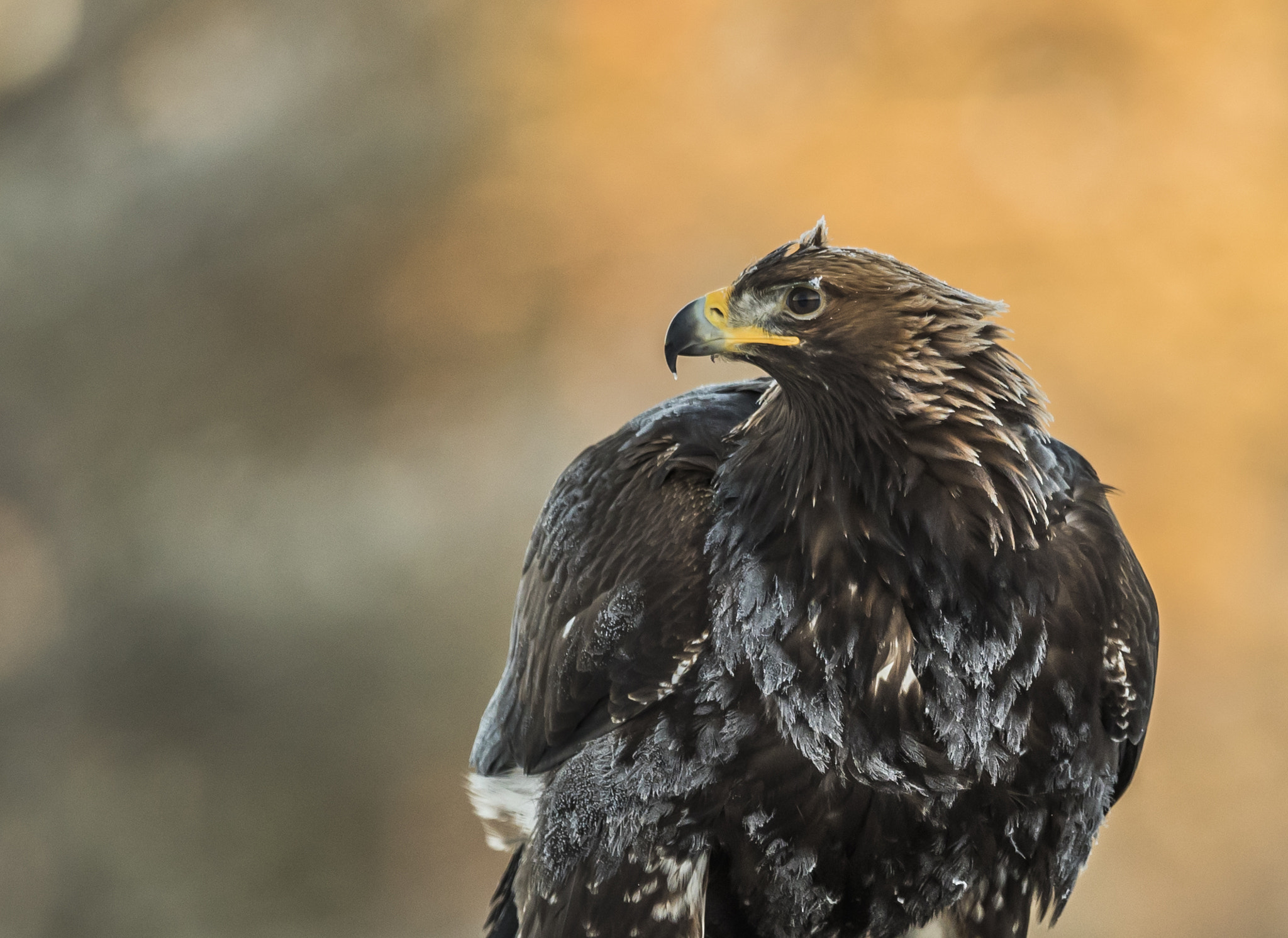 Canon EF 400mm F4.0 DO IS USM sample photo. Golden eagle photography