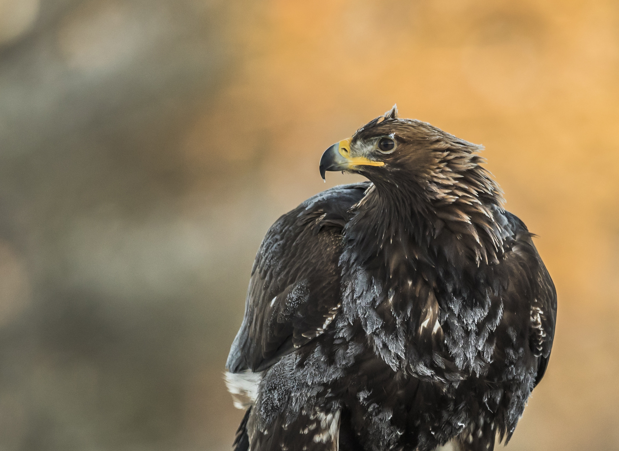 Canon EF 400mm F4.0 DO IS USM sample photo. Golden eagle photography