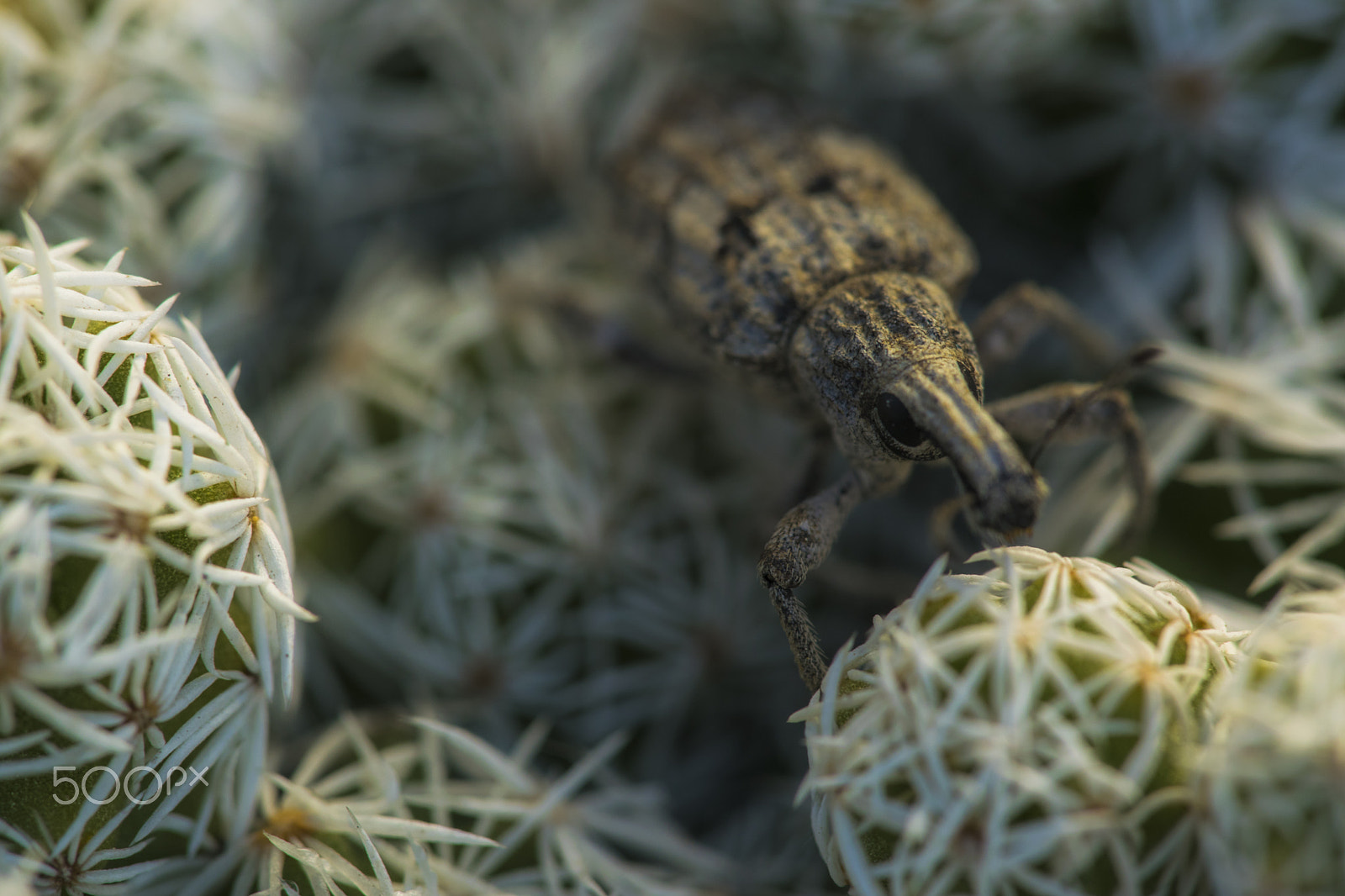 Nikon D3300 + Sigma 150mm F2.8 EX DG Macro HSM sample photo. Weevil on cactus photography