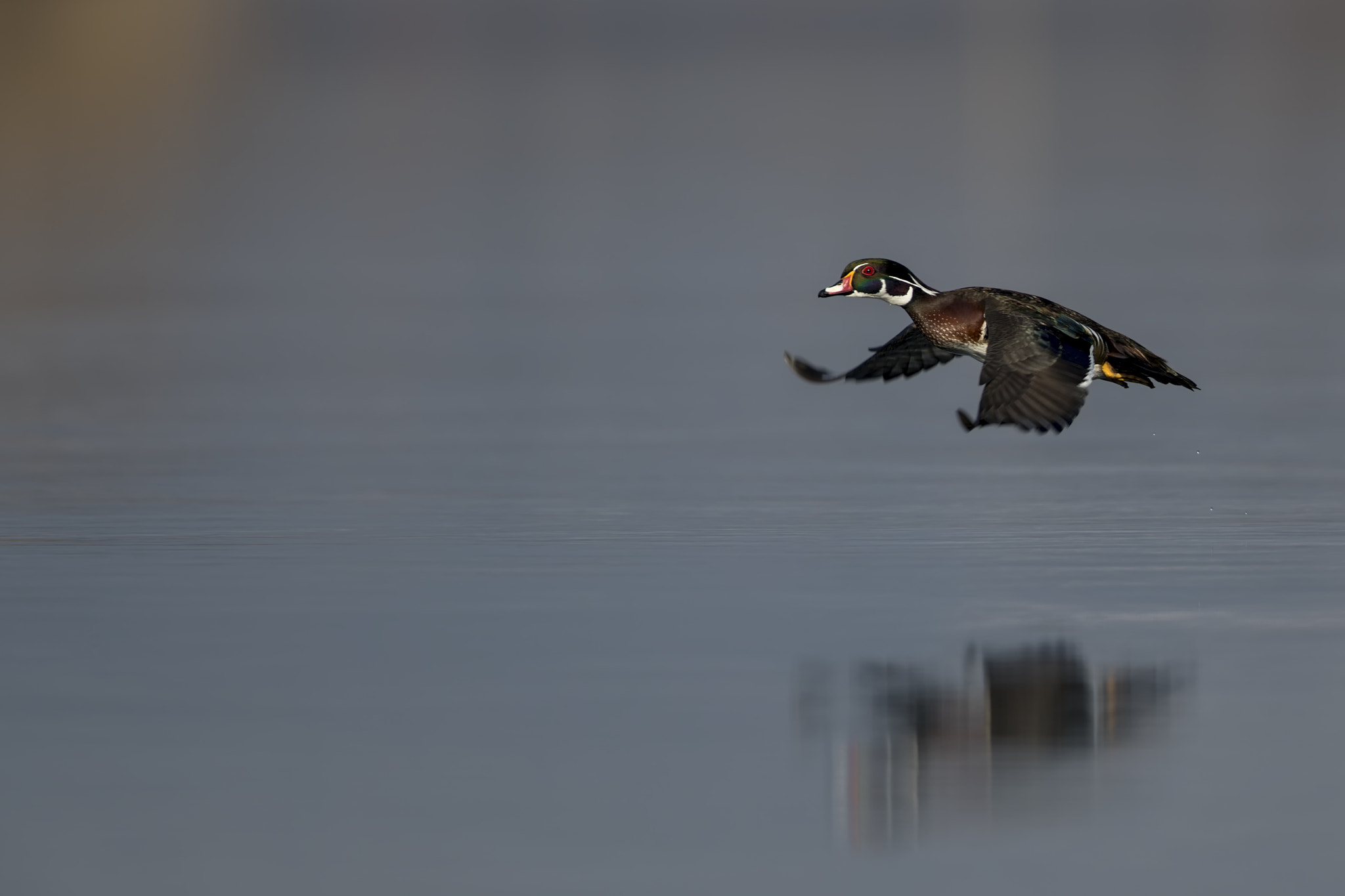 Canon EF 500mm F4L IS II USM sample photo. Vor trump geflüchtet? photography