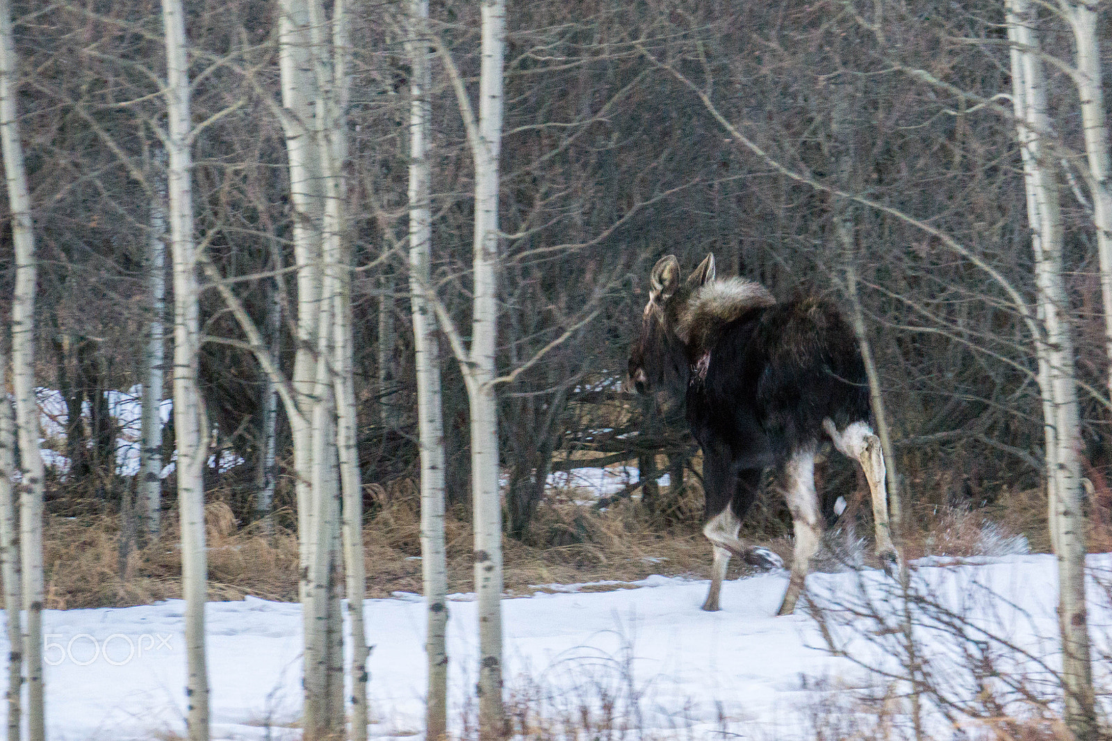 Sony E 18-200mm F3.5-6.3 OSS sample photo. Moose in the woods photography