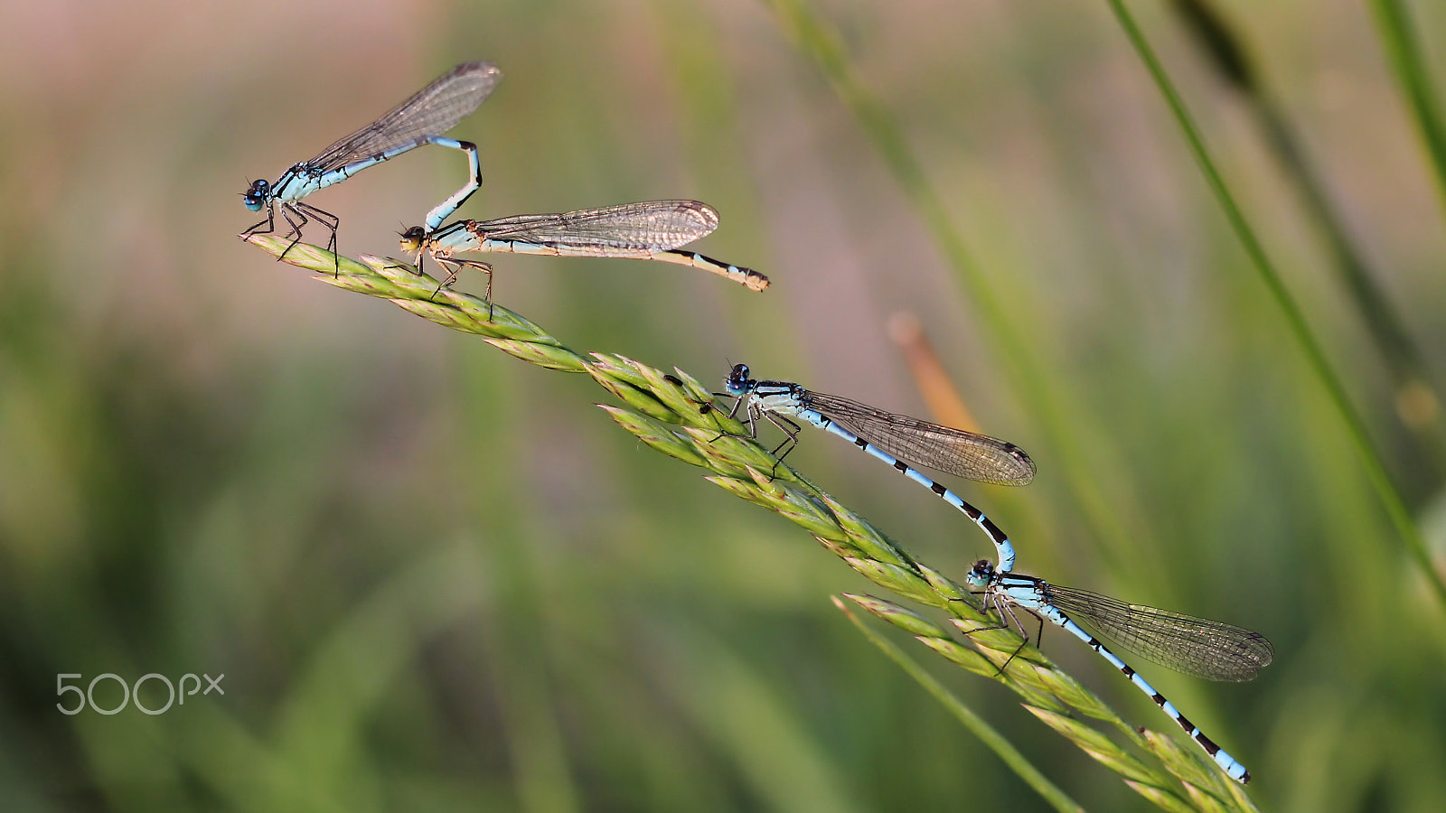 Canon EOS 60D + Canon EF 100mm F2.8 Macro USM sample photo. 4 on a row photography