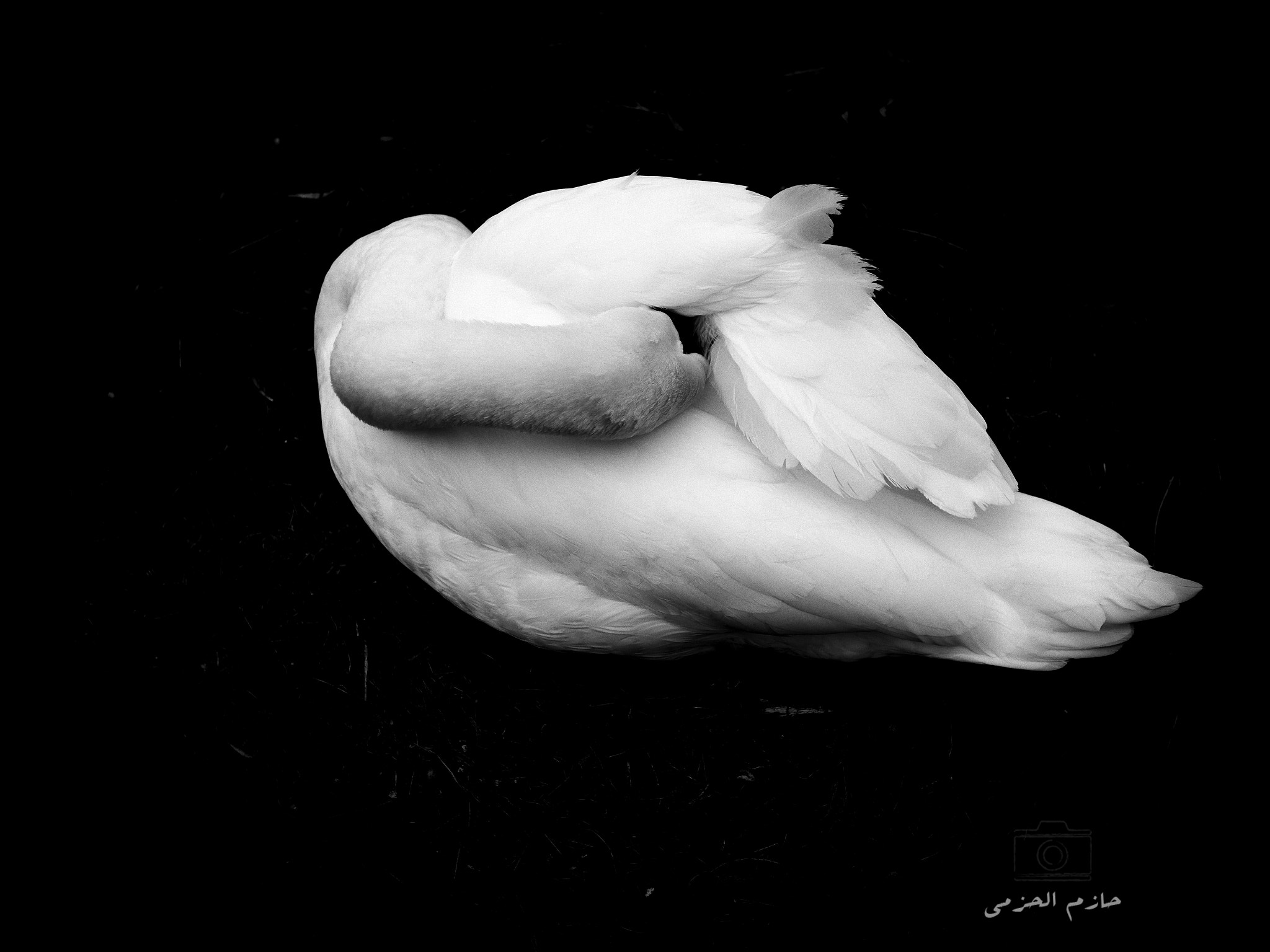 Olympus PEN-F + LUMIX G 20/F1.7 II sample photo. Swan photography