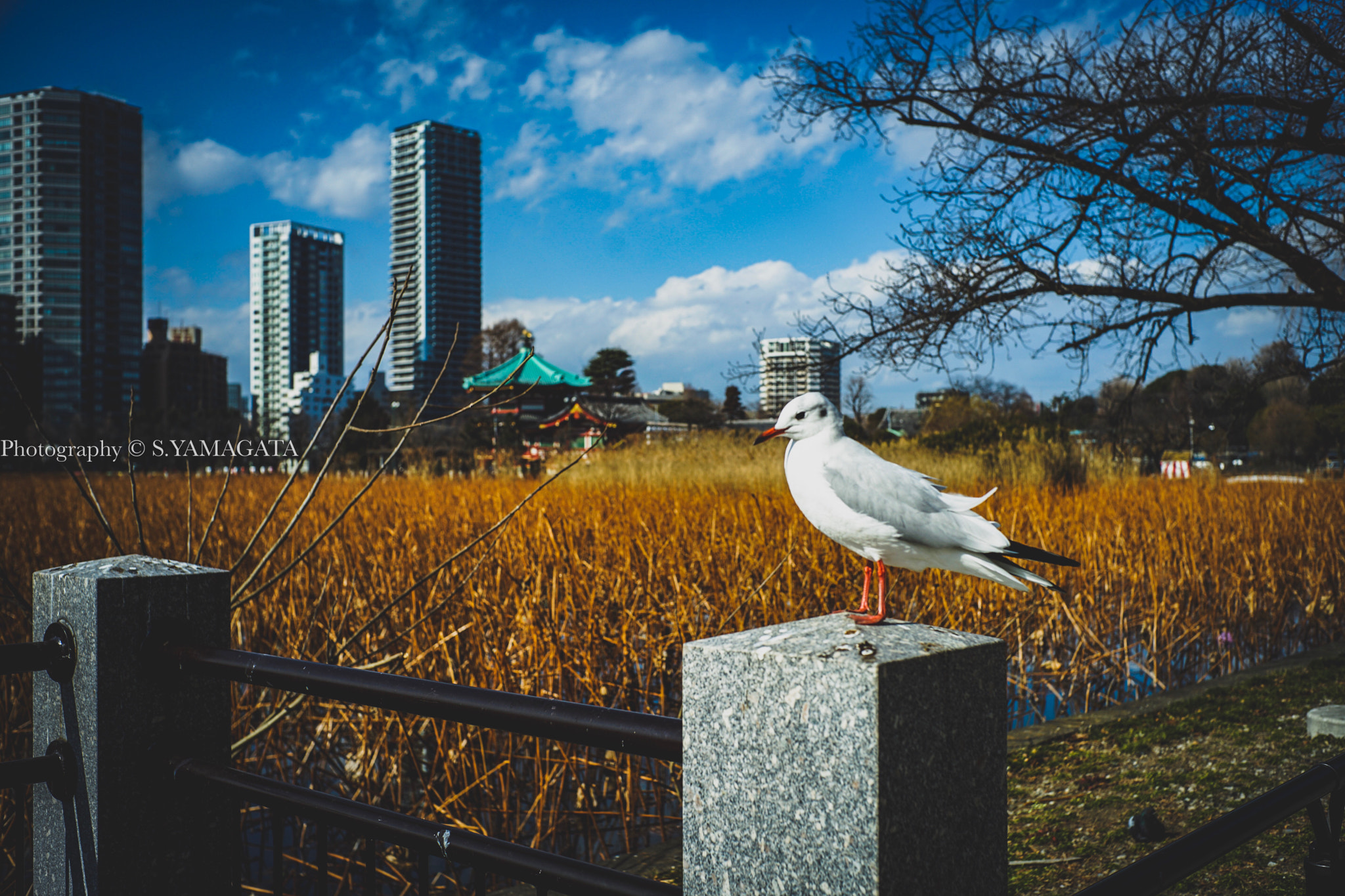 DT 40mm F2.8 SAM sample photo. Break in pond photography