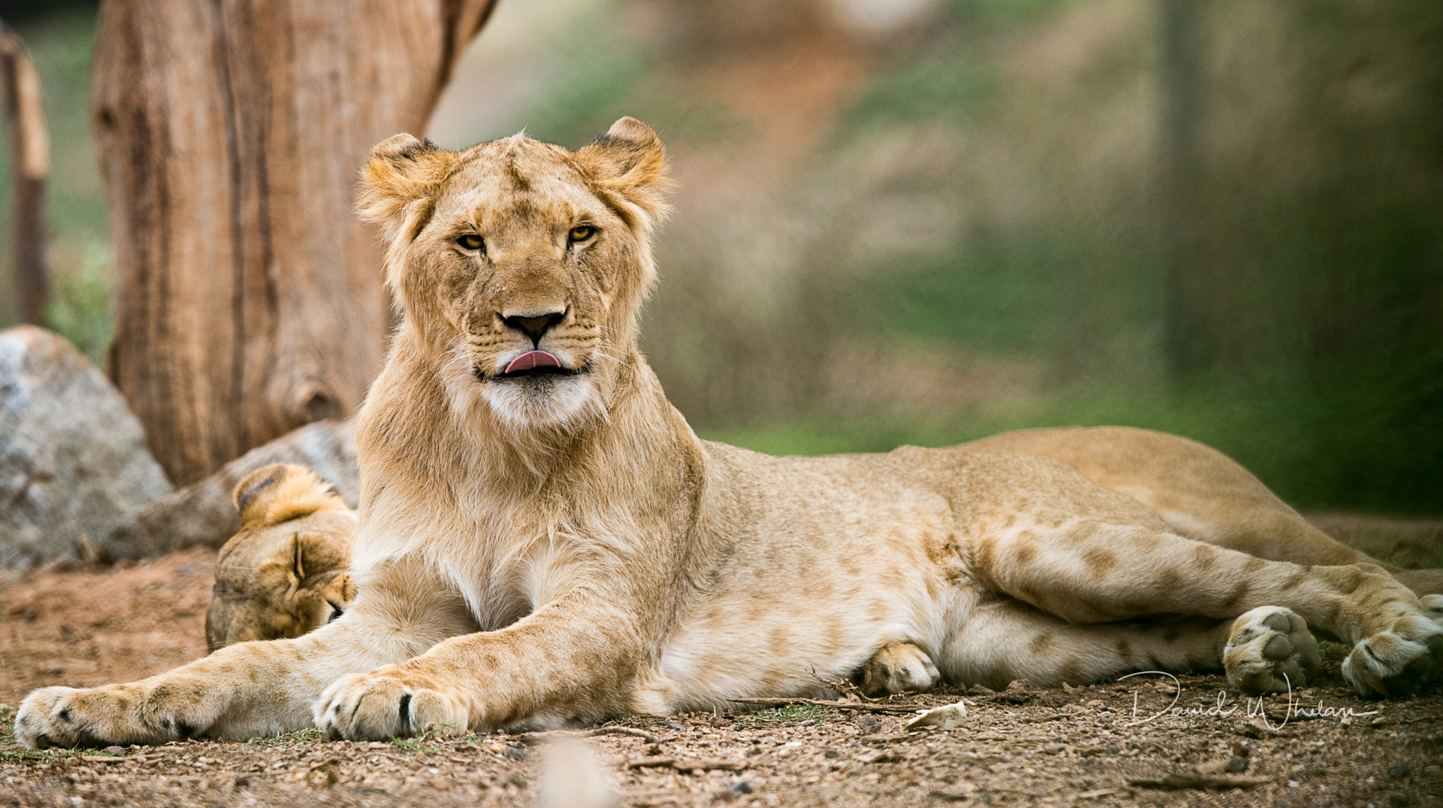 Nikon AF-S Nikkor 400mm F2.8E FL ED VR sample photo. Cheeky photography