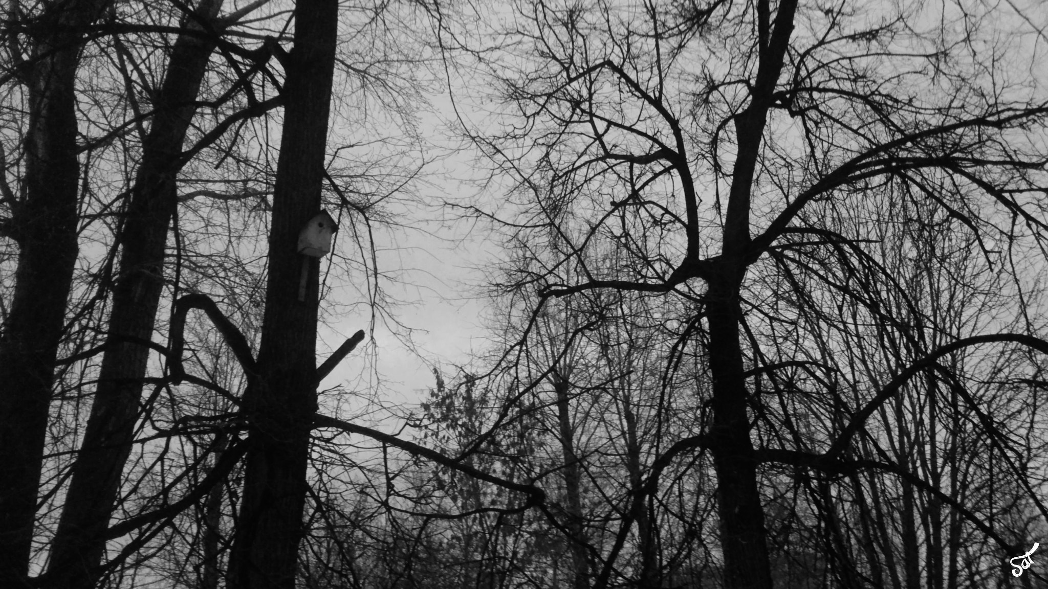Sony Xperia V sample photo. Cabin in the forest photography