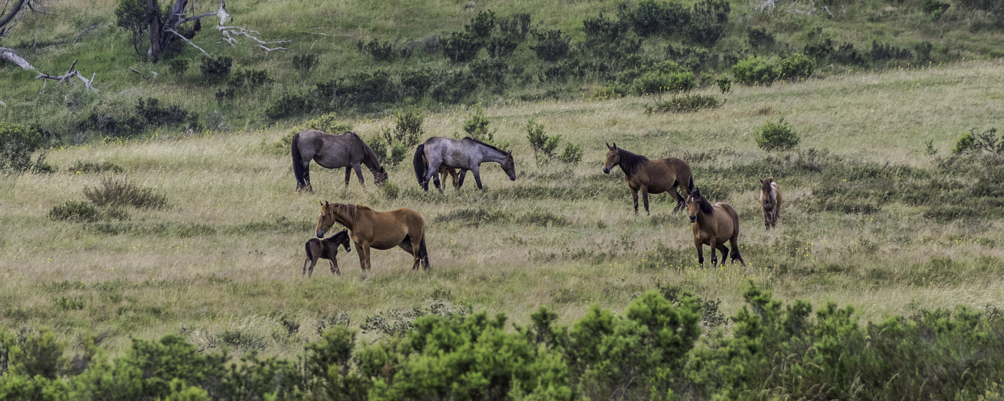 Pentax K-3 II + Pentax smc DA* 60-250mm F4.0 ED (IF) SDM sample photo. Brumbies photography