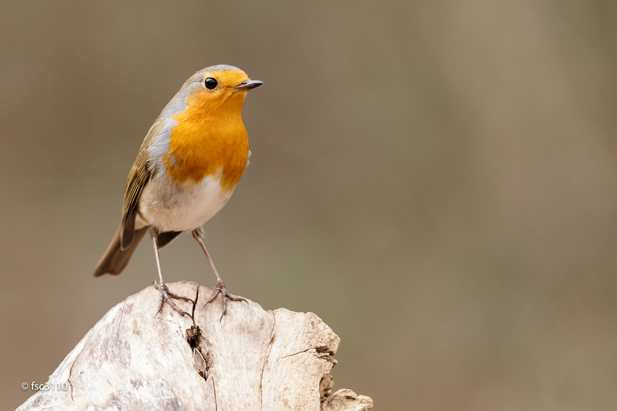 Canon EF 500mm F4L IS II USM sample photo. European robin photography