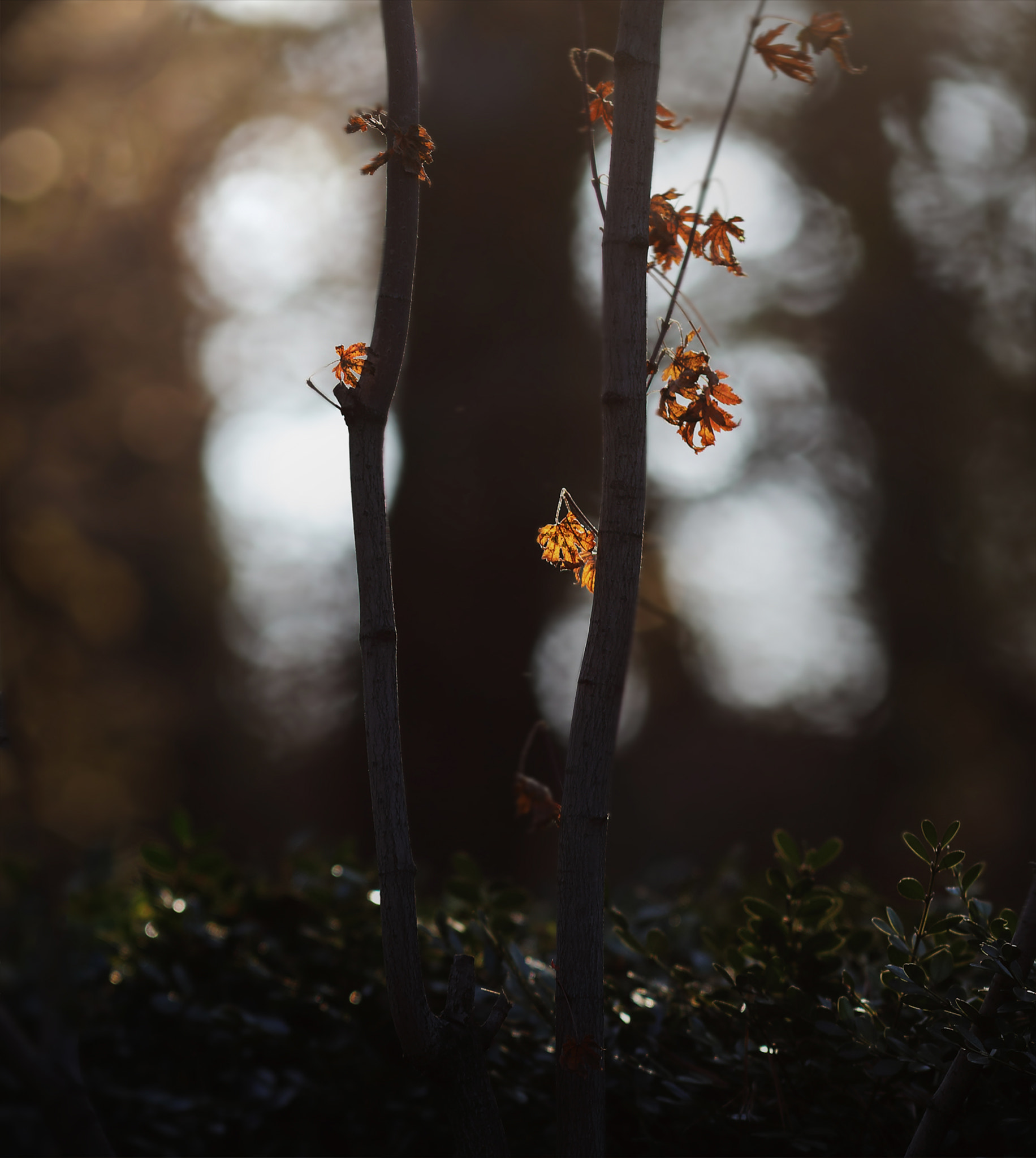 Canon EF 300mm F4L IS USM sample photo. 留下那一抹秋色2…… photography