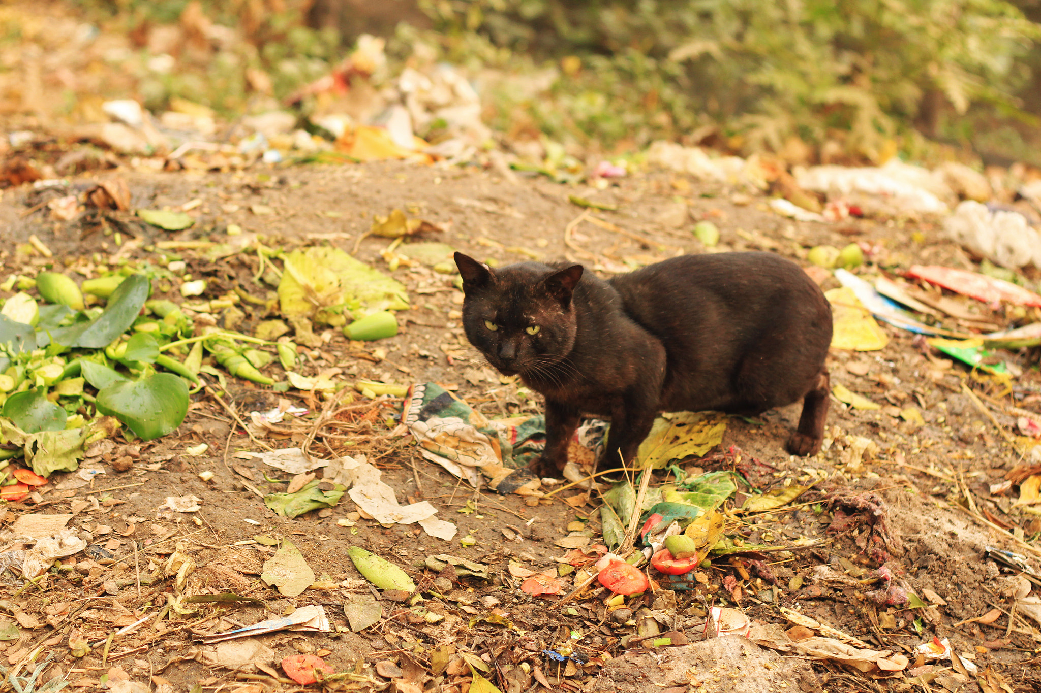 Canon EOS 700D (EOS Rebel T5i / EOS Kiss X7i) sample photo. Call me pussy one more time photography
